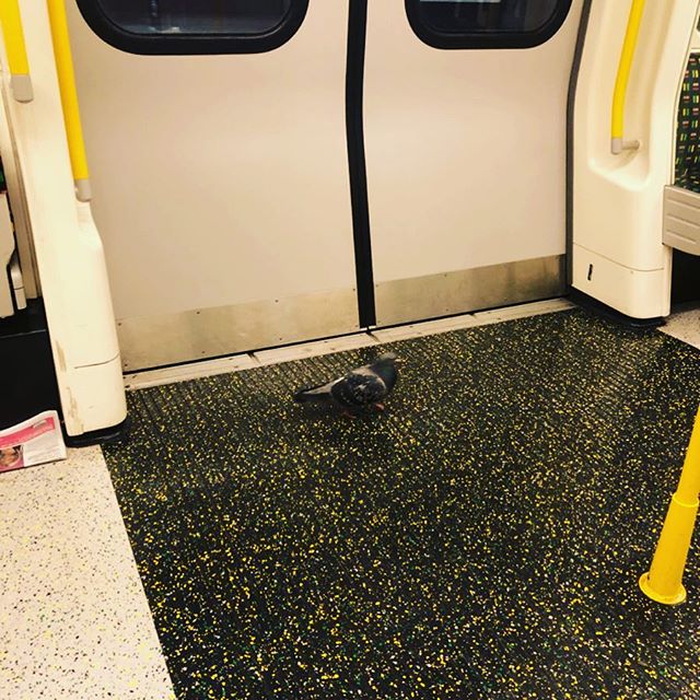 You get all sorts on the tube late at night... #london #tube #travels #travelcompanion