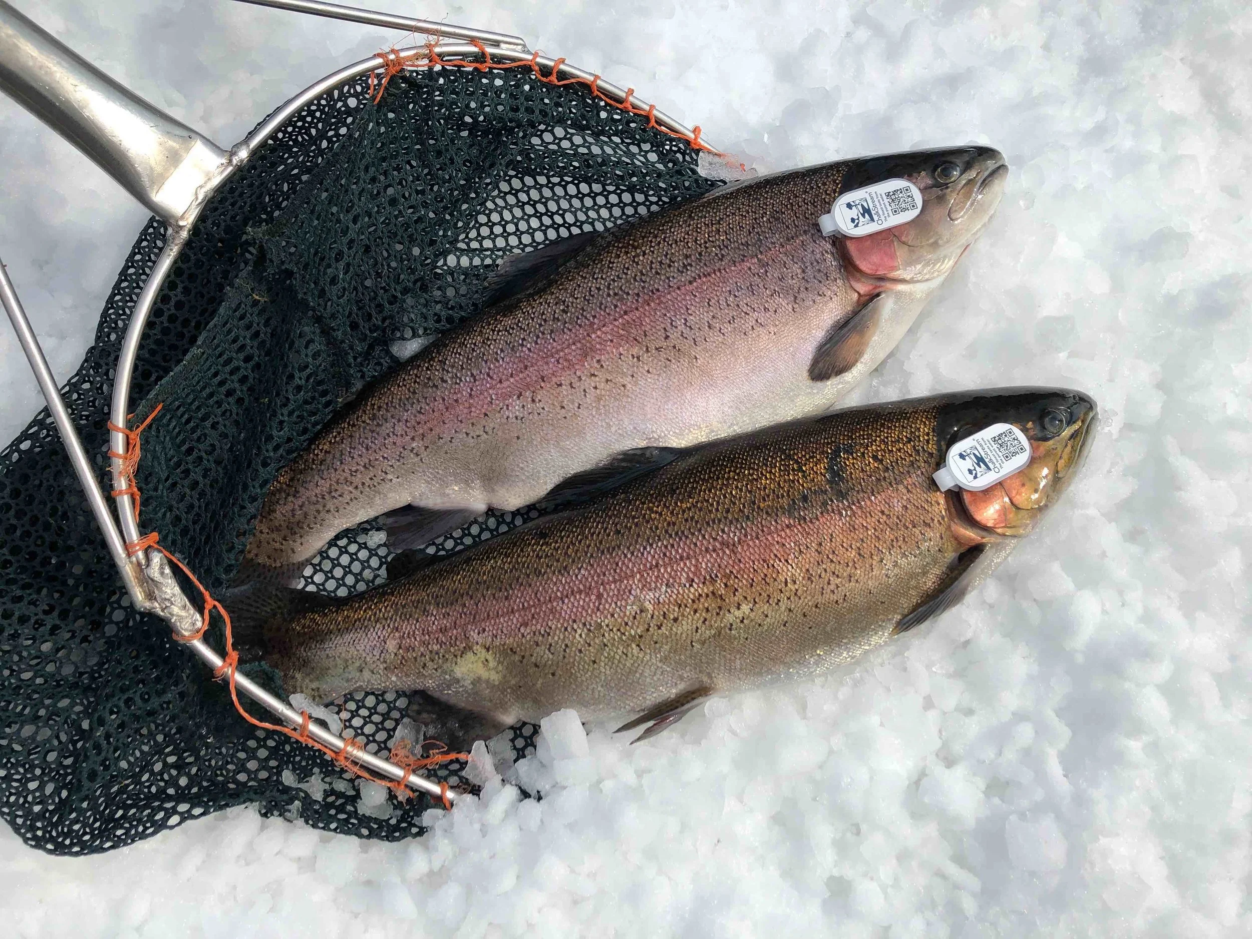 Gilltag fish reduced.jpg
