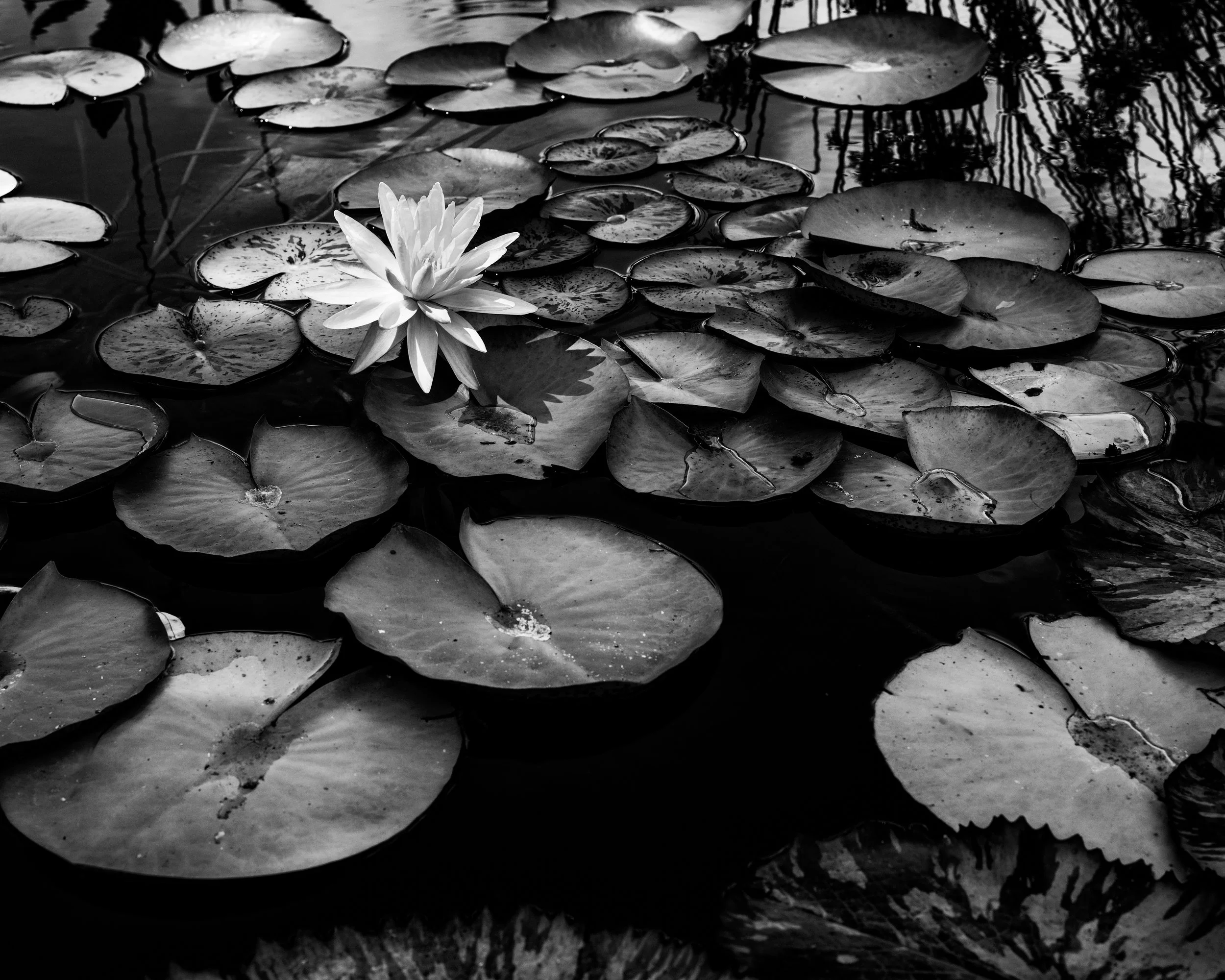 Zilker Botanical Garden 2019