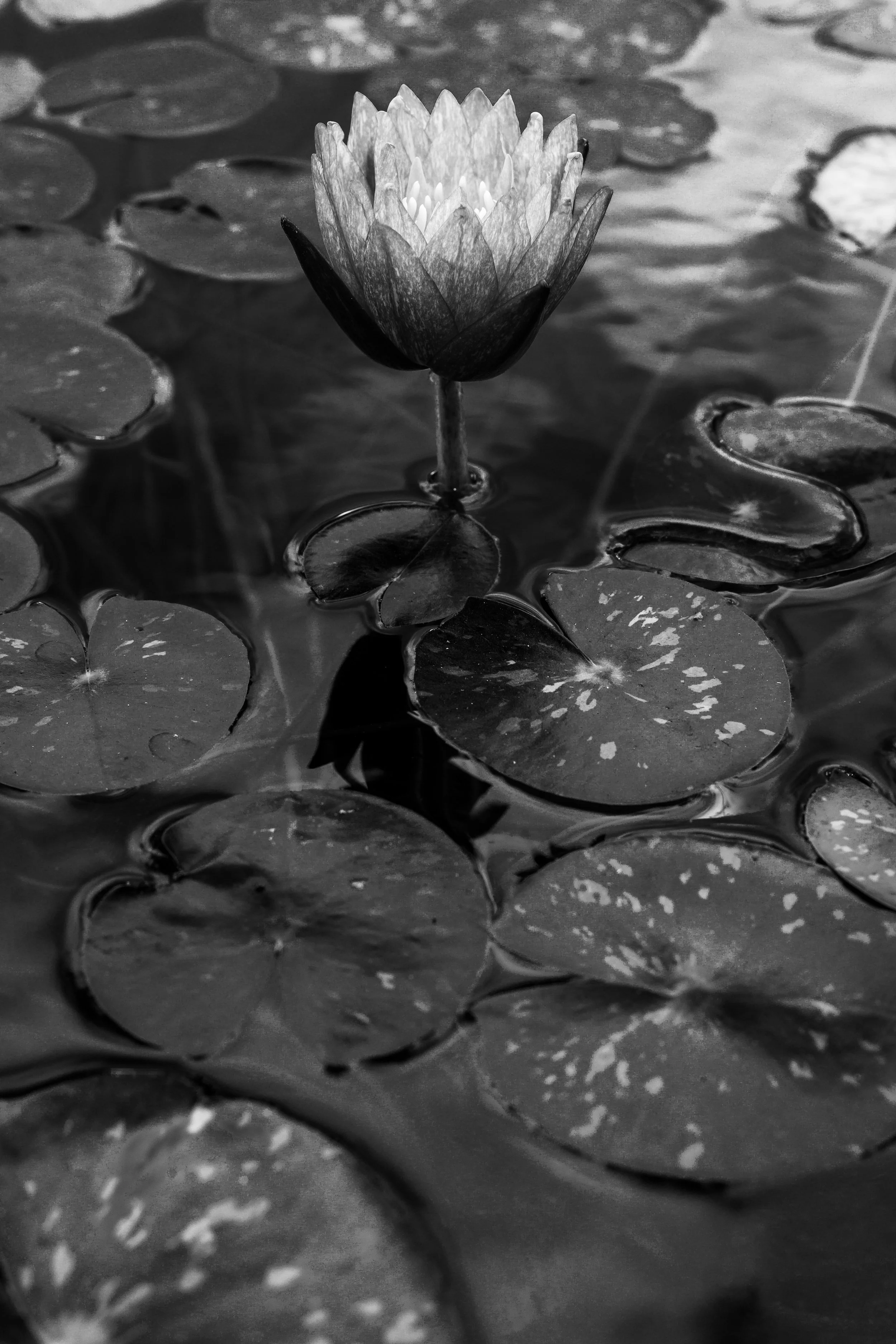 Zilker Botanical Garden 2019