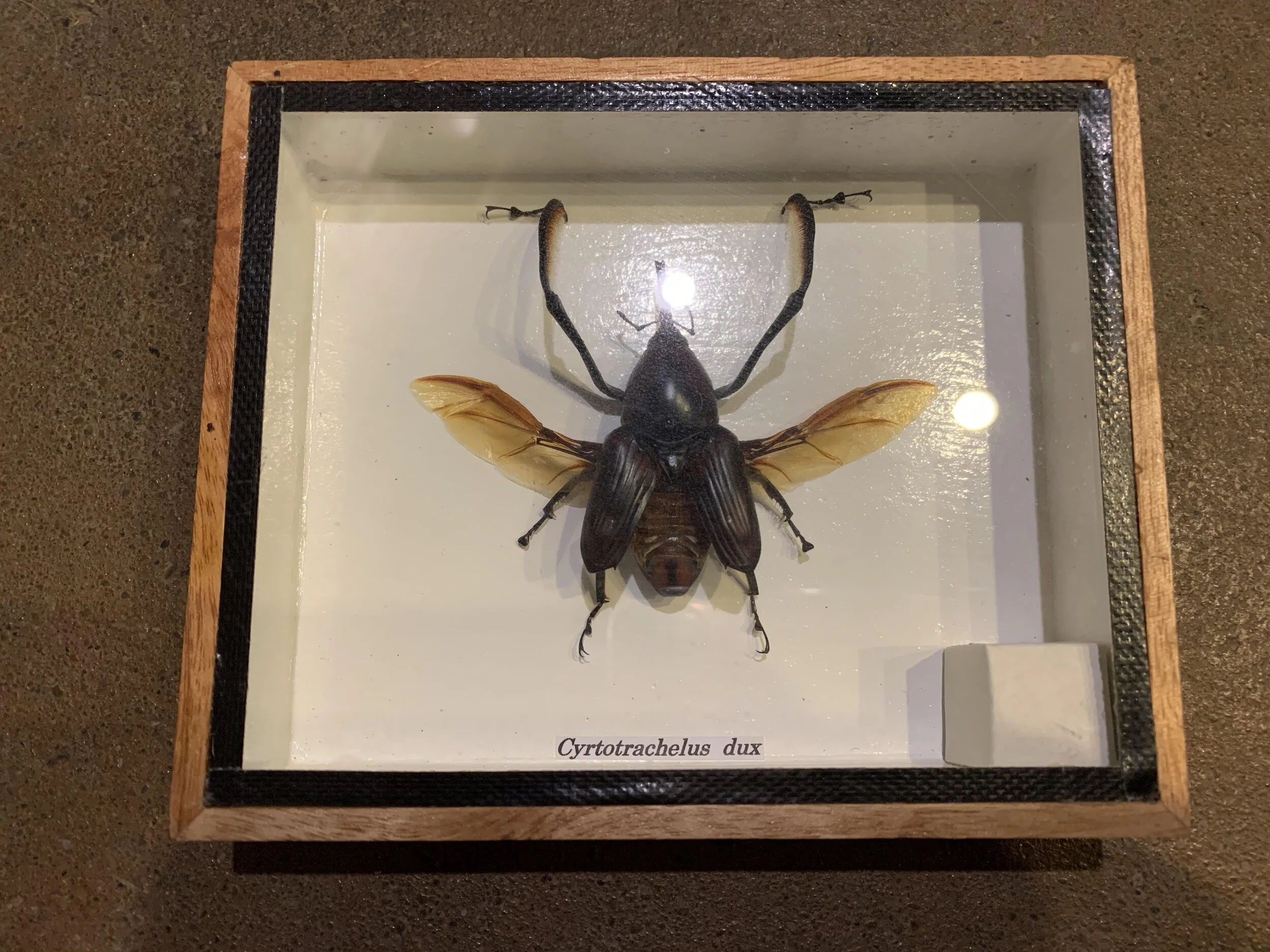 bug specimen.jpg