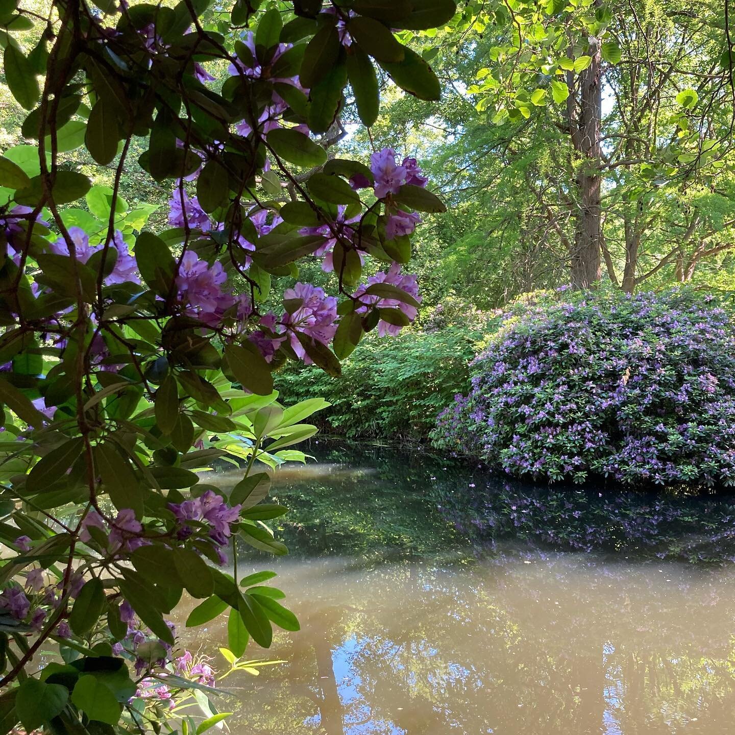 Rhododendronhain, Tiergarten