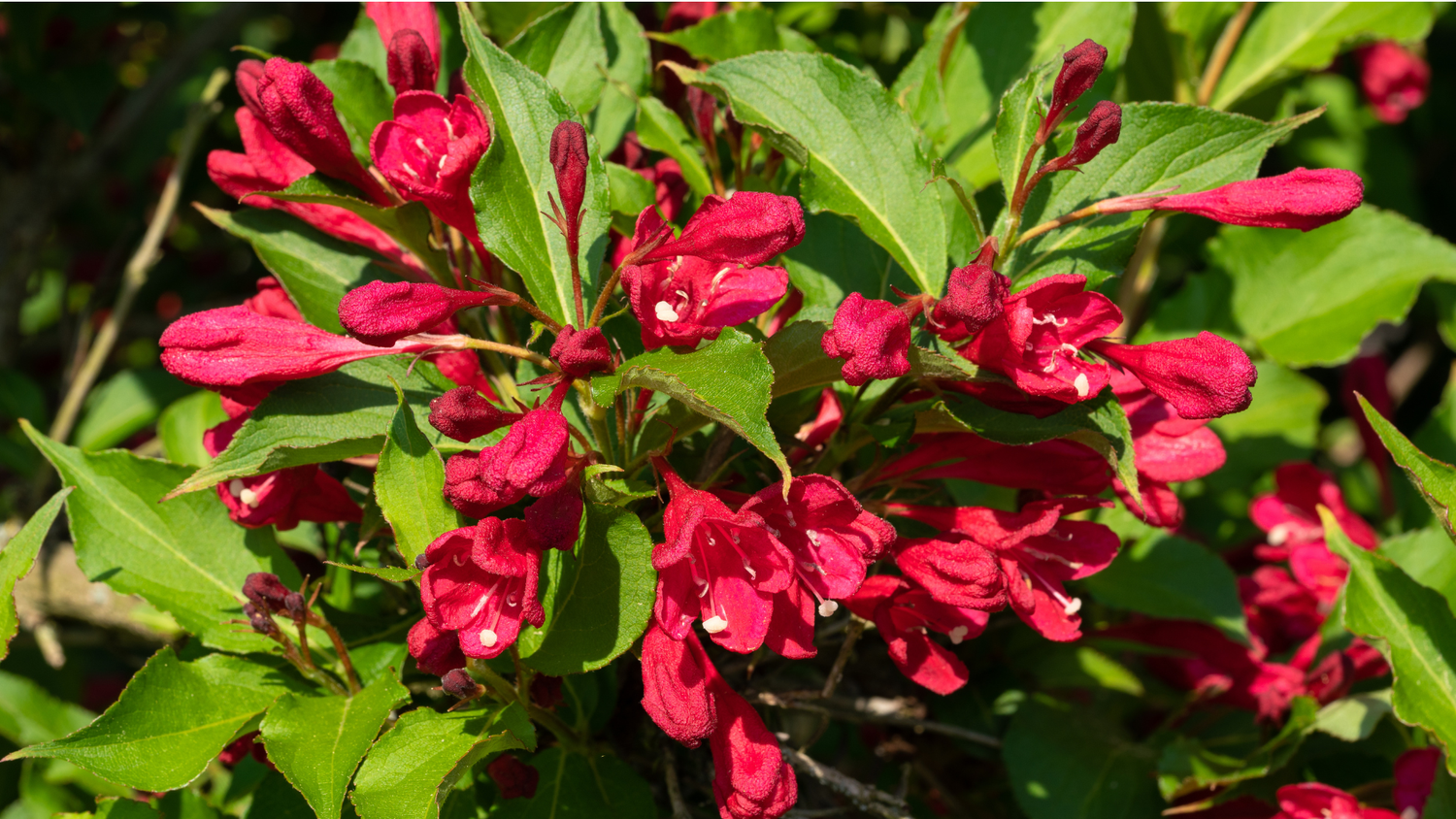 Best Flower to Plant in Planter in Florida: Top Vibrant Picks 2 Best Flower to Plant in Planter in Florida: Top Vibrant Picks