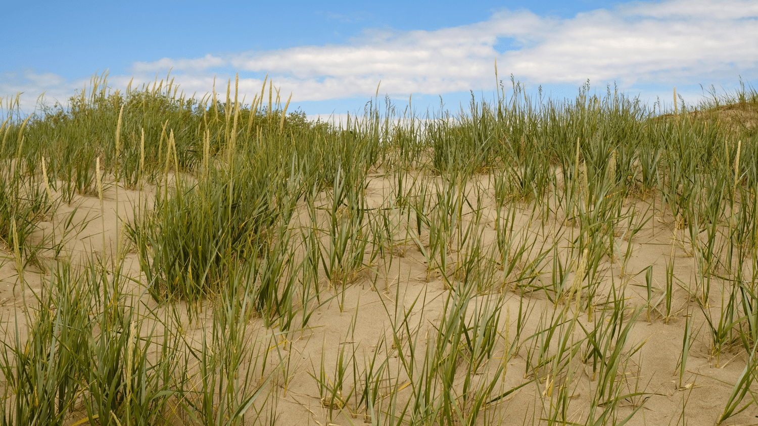 Beach Plants: A Landscaping Guide  The Green Shape