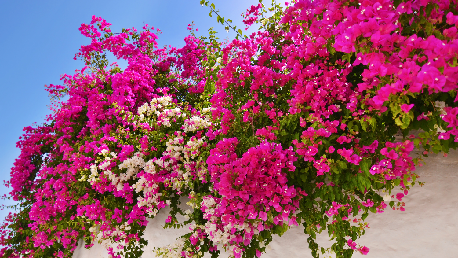 florida flowers photos