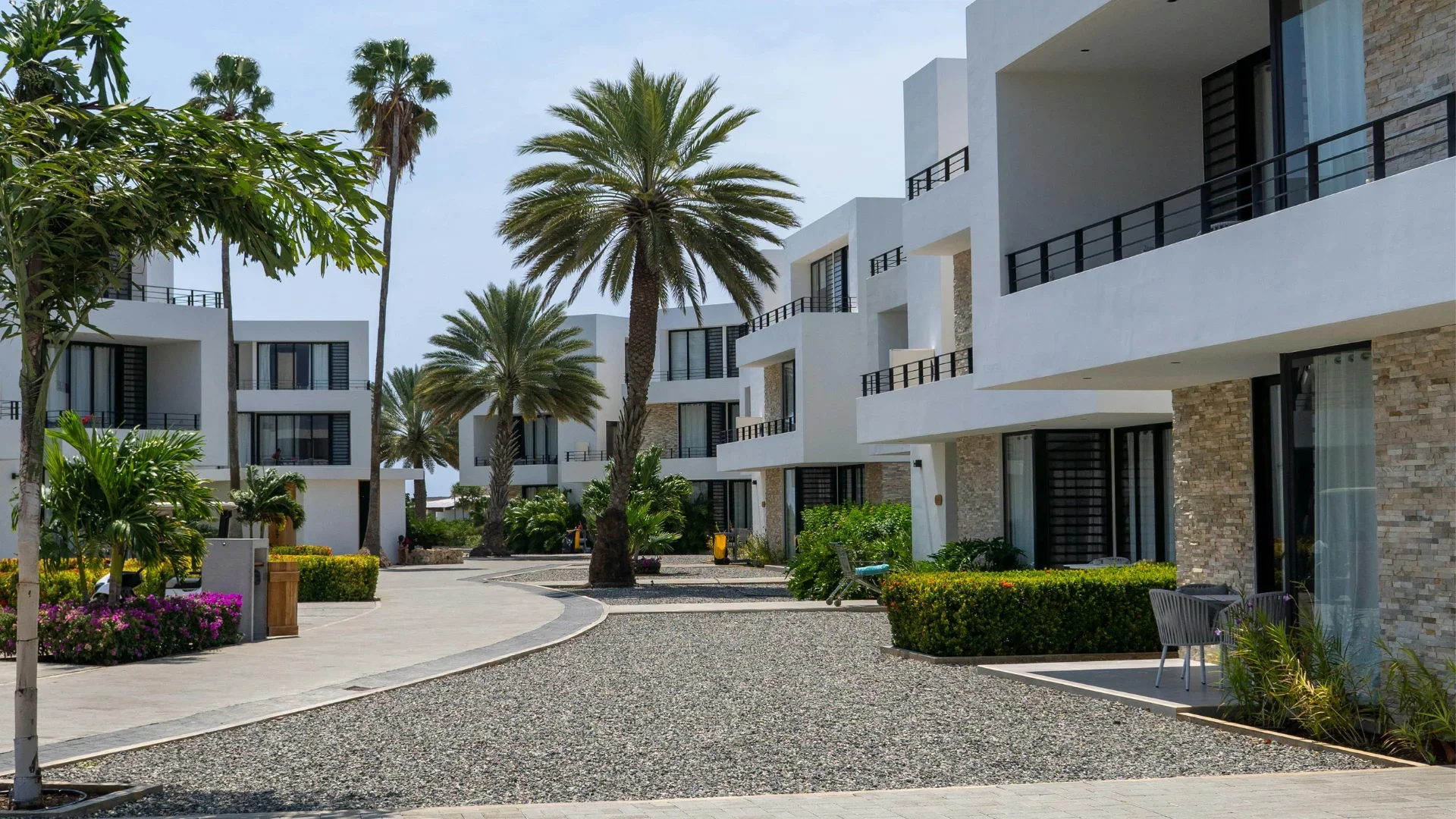 Types of Palm Trees in Florida and Where They Grow Best