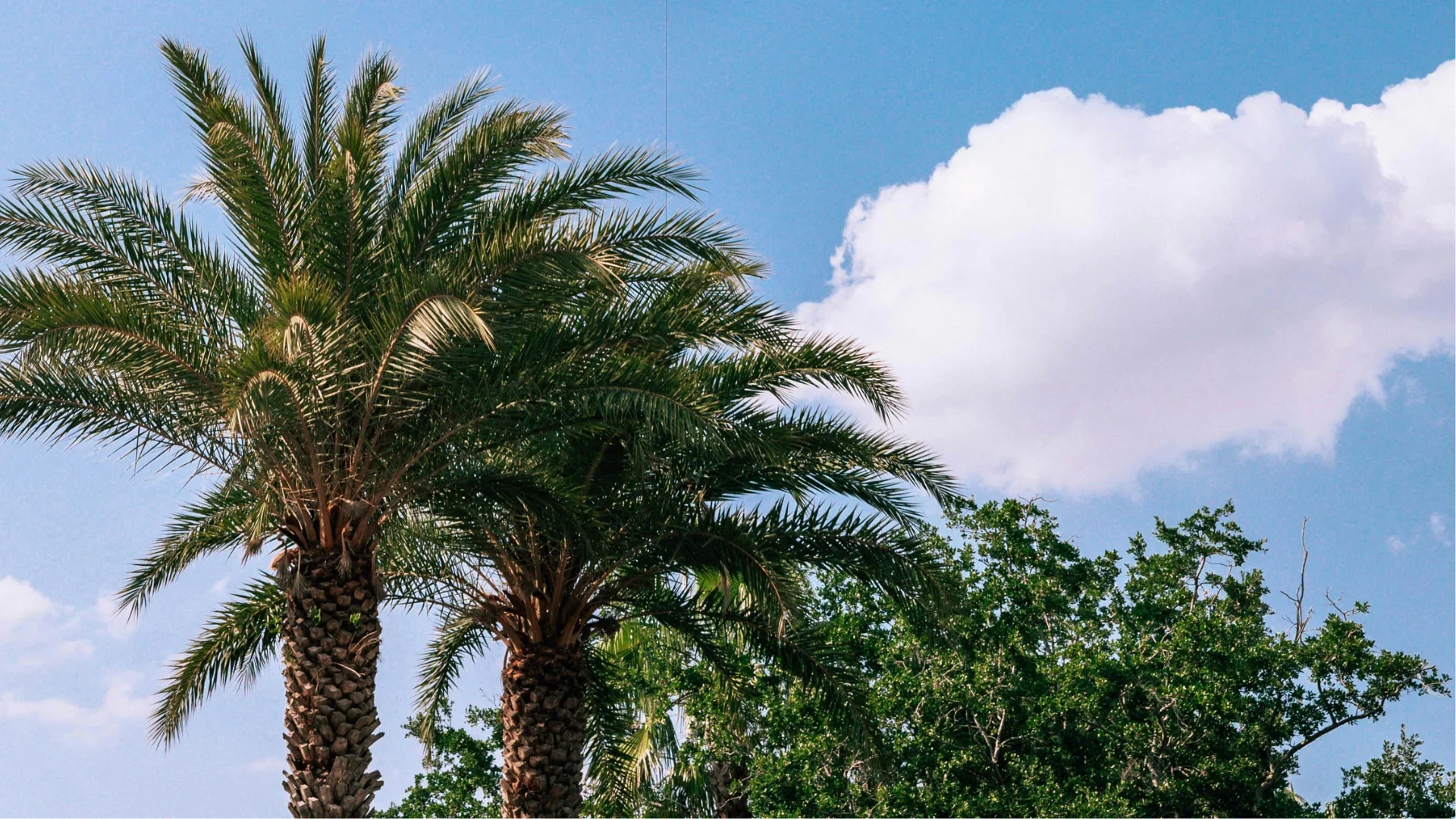 Tree Planting &amp; Trimming in Florida: Timing, Placement, and Growth Tips