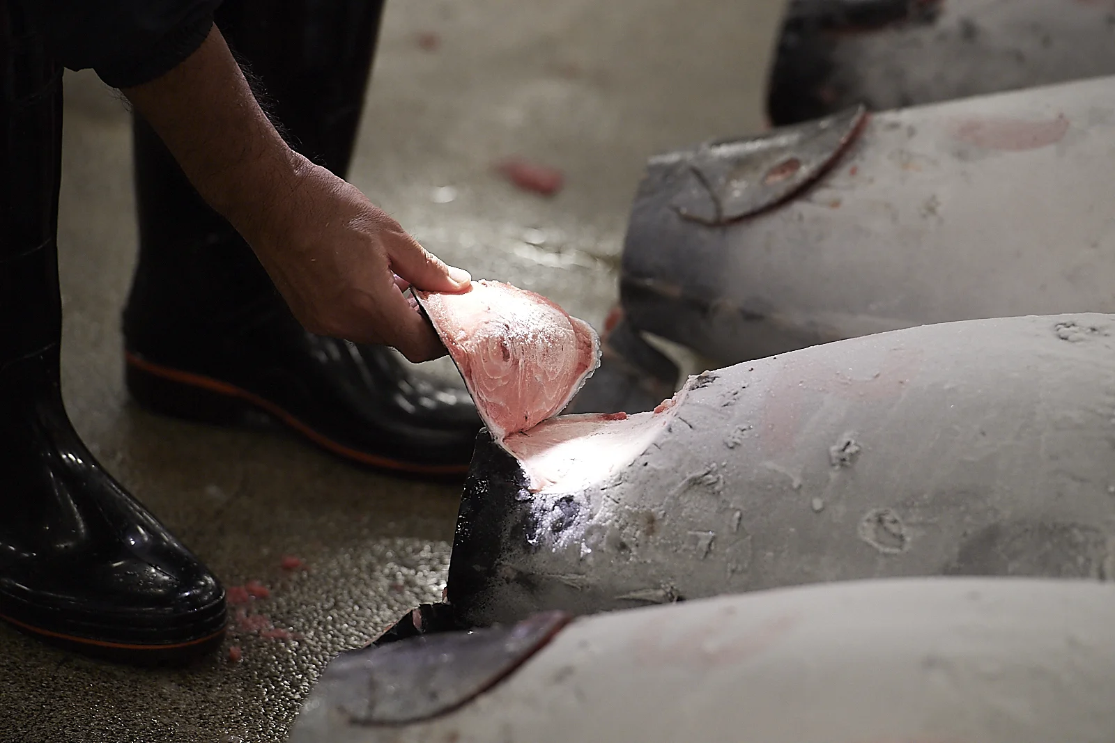 each tuna has its tail end defrosted enough to cut a cross-section slice and, in addition to that, another, thinner slice is cut along the rear 20cm of the body to show the meat density, the thickness of the fat layers and the colour of the fish. all these are used by the buyers can judge the quality of the tuna.