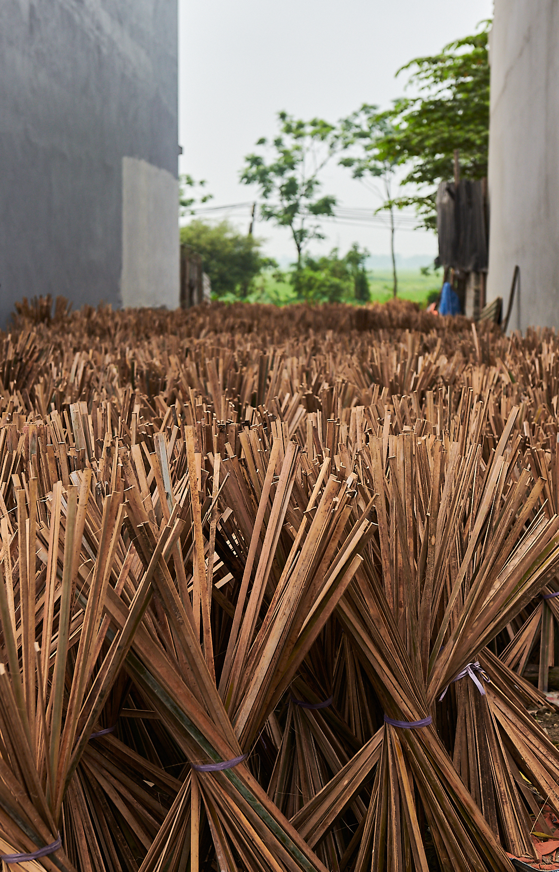 Stage 1 cut bamboo sticks drying in the sun prior to processing