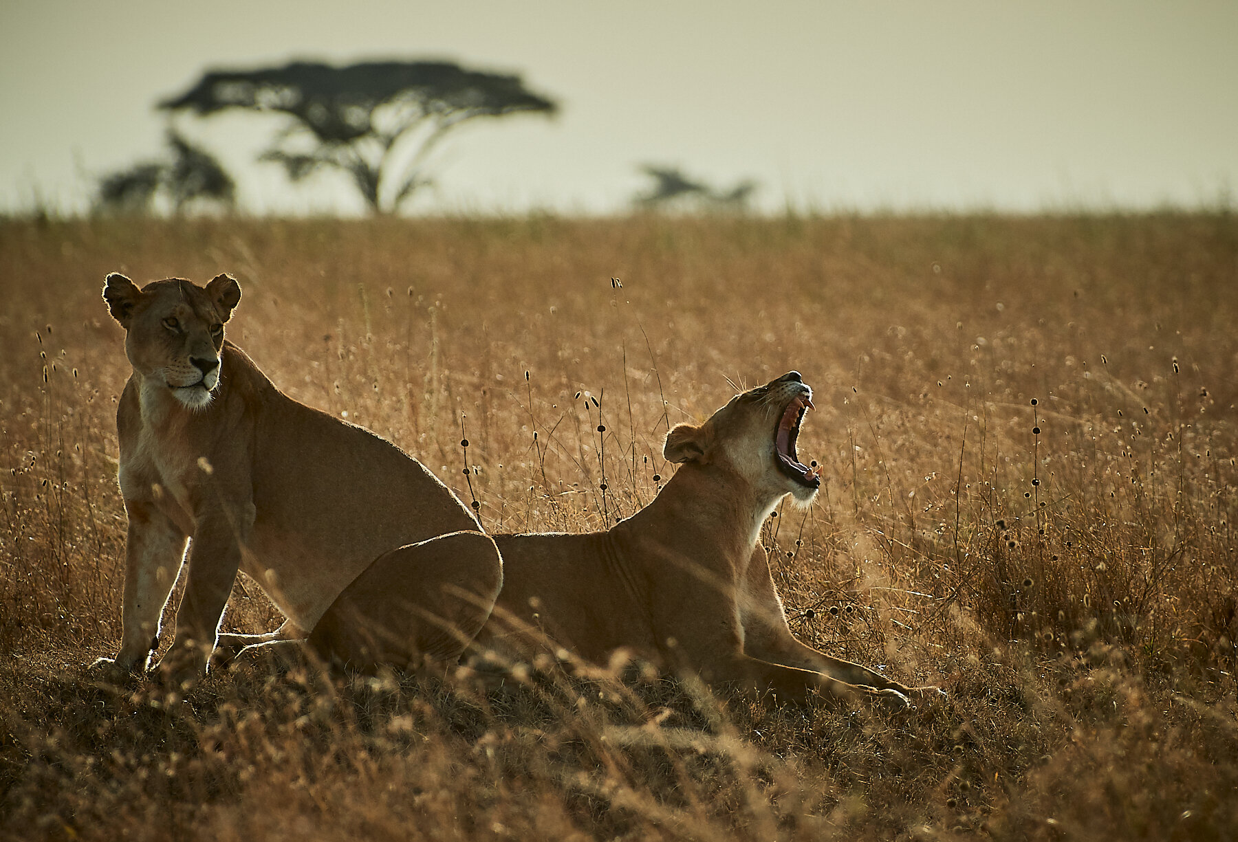 2018_August_07_Tanzania-12953.jpg