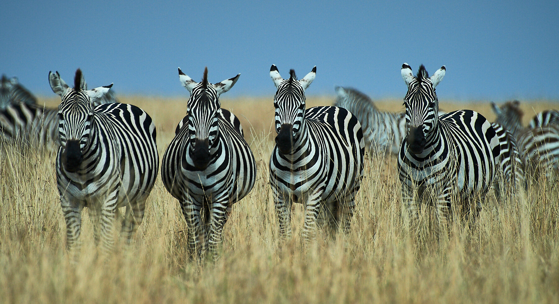 2018_August_01_Kenya-9401.jpg