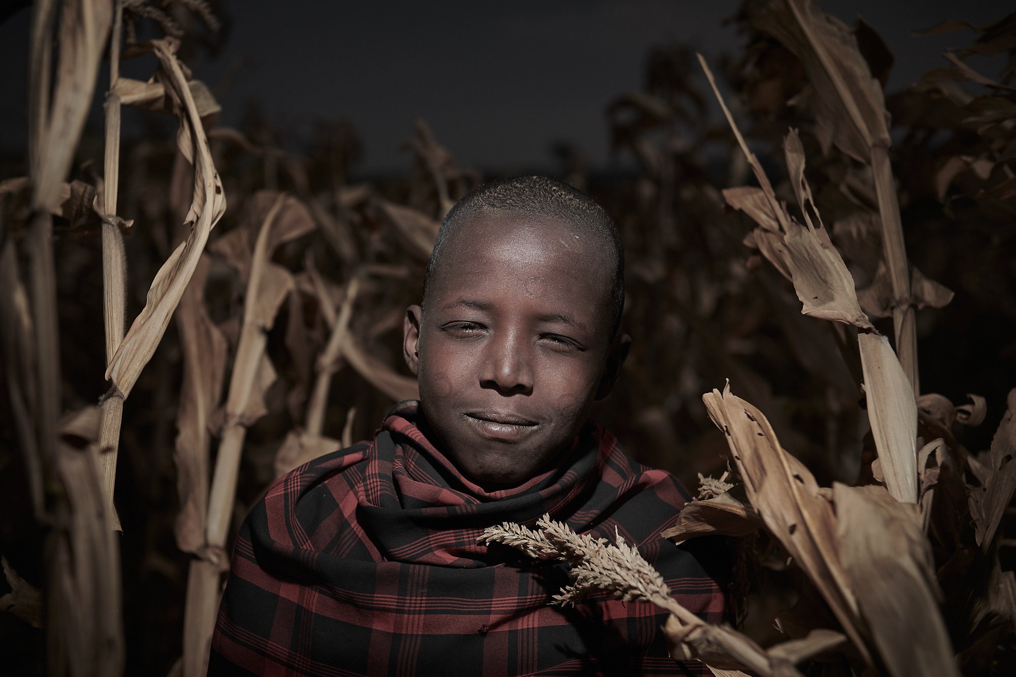 While essentially pastoralists, the Maasai have come to slowly adopt crops and one of the main ones is corn, usually grown in small patches