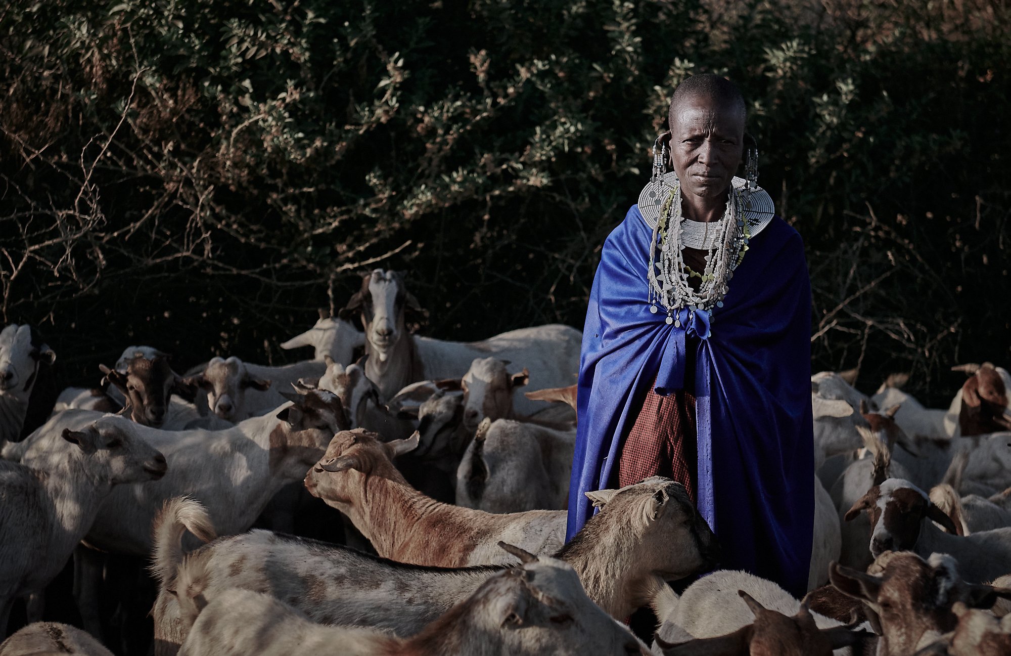 Maasai woman tending the flock at dawn