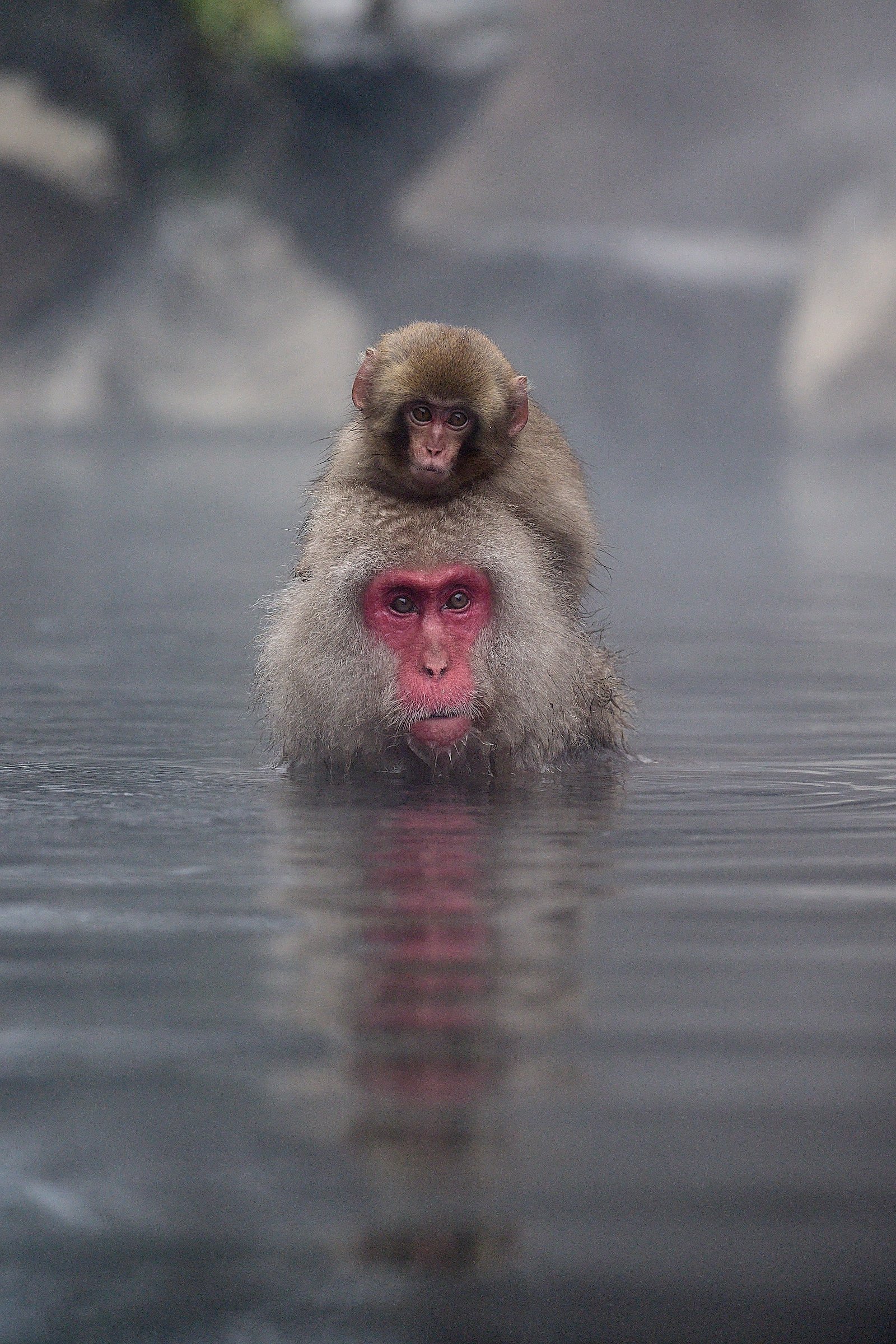 Japanese snow monkeys congregate in the heated water pools to combat the freezing cold outside
