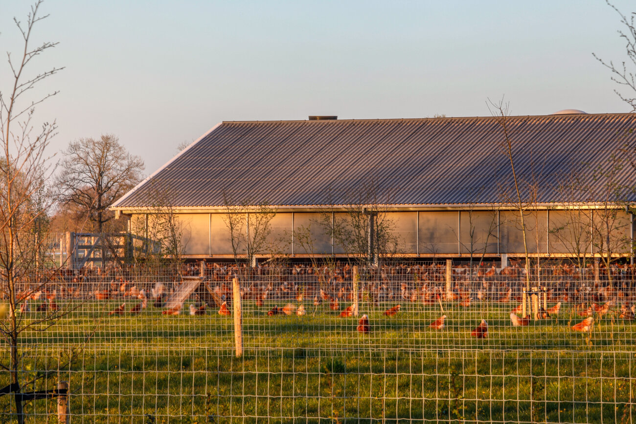 svk architectuurfotografie kippenboerderij