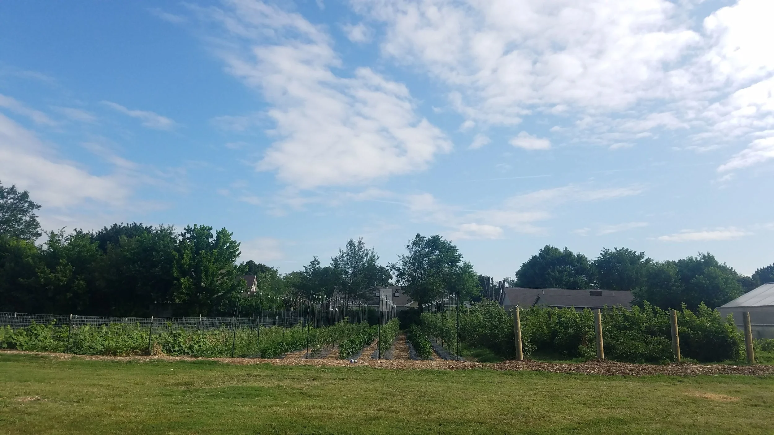 samaritin:field.jpg
