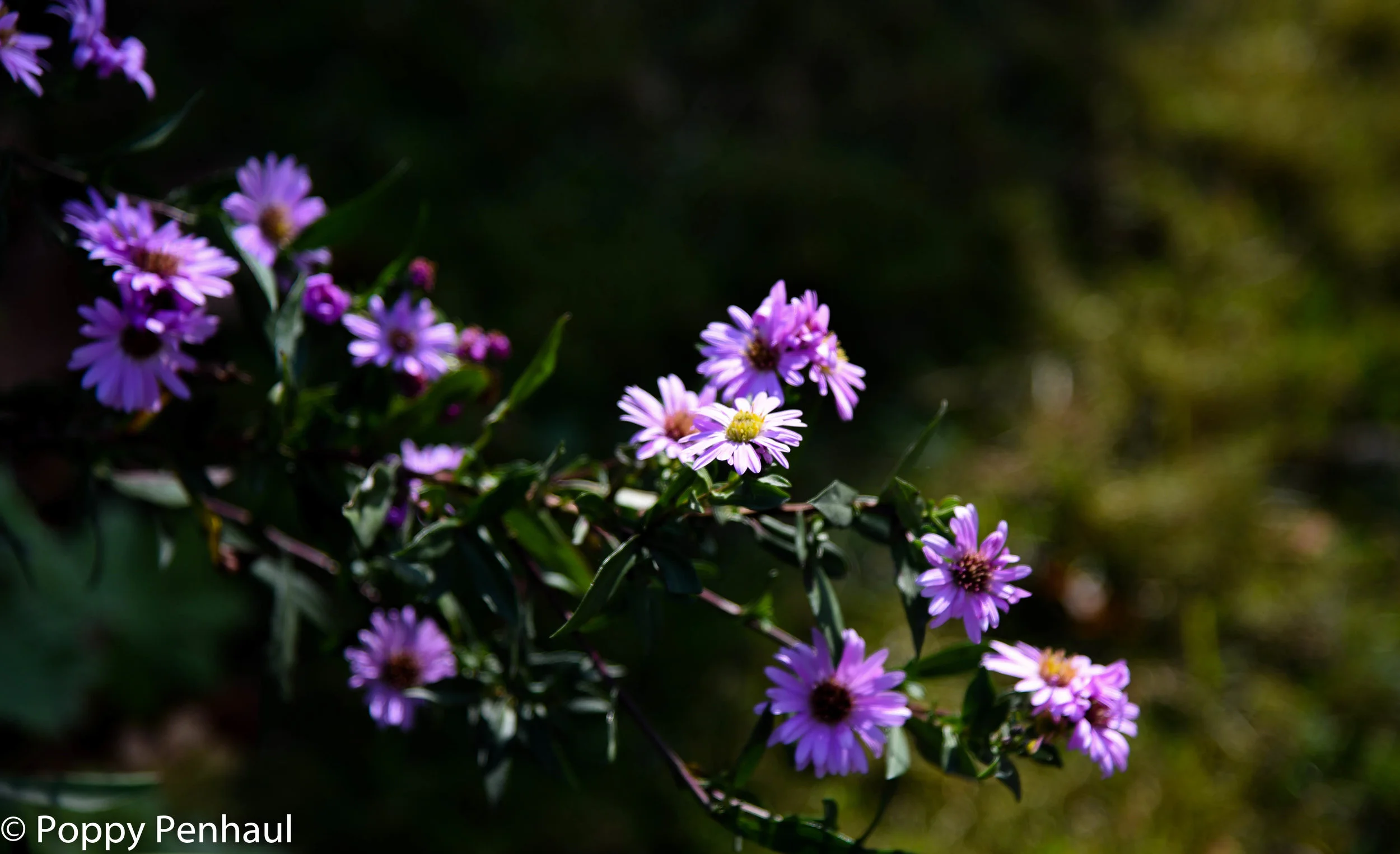 DSC_1484.jpg