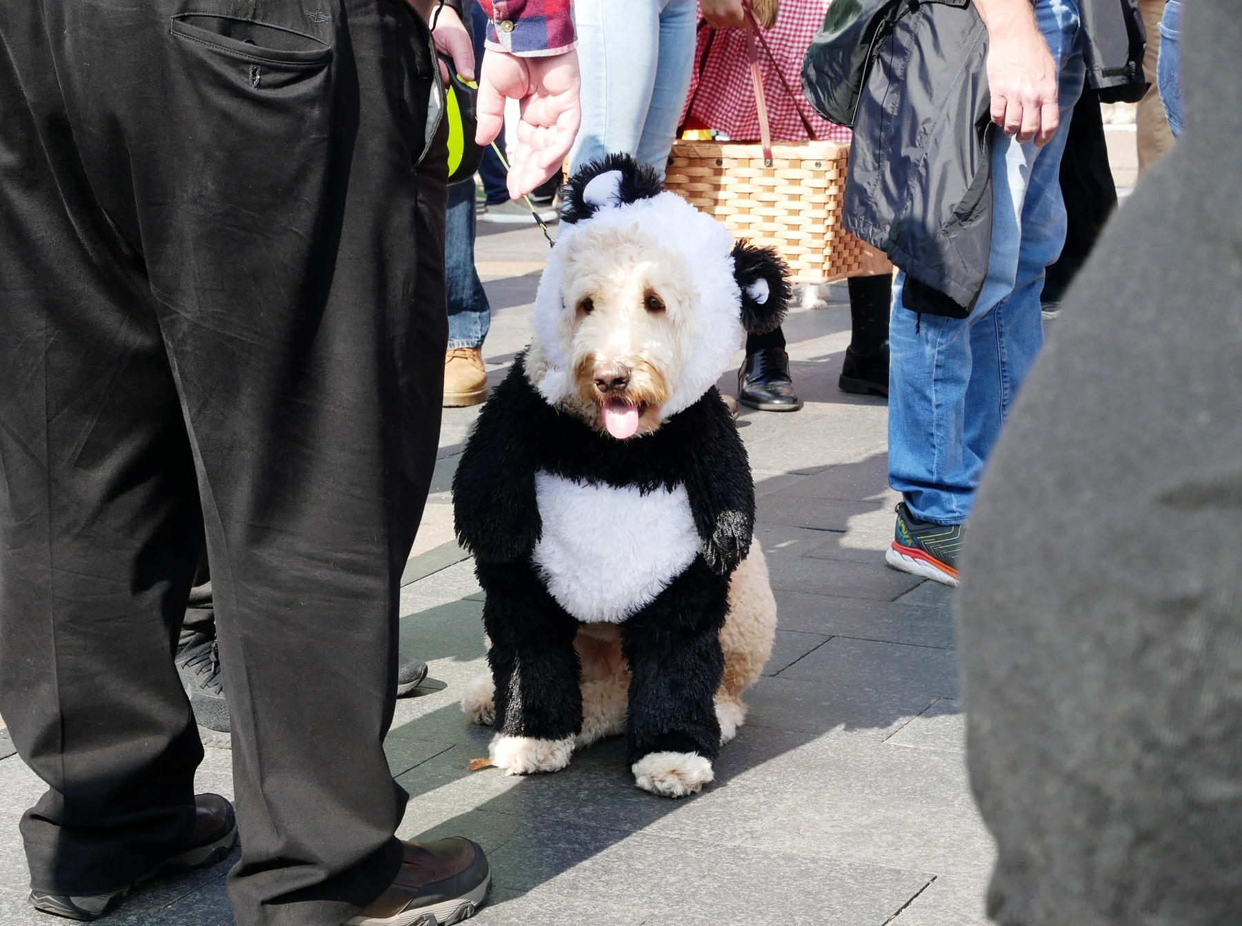 "A Couple Of Days Ago, The Spookiest Thing Happened."