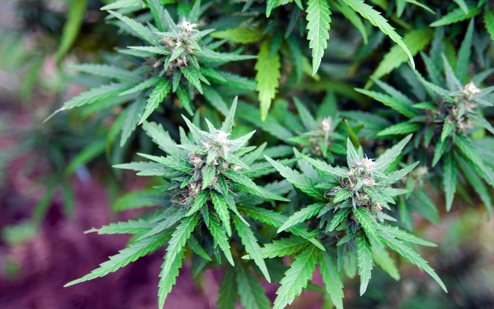 cannabis plant.jpg