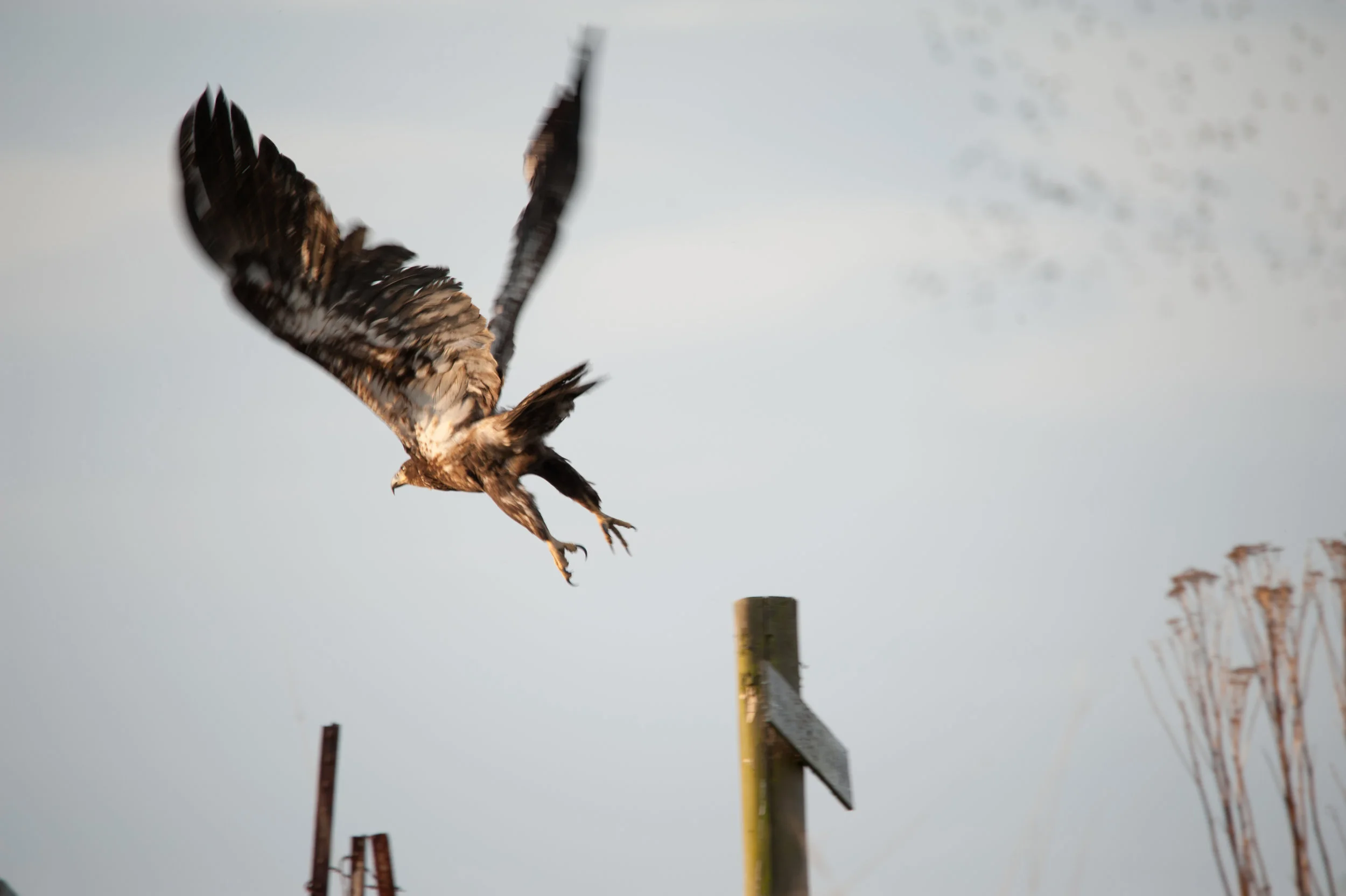 Juvenile Bald Eagle Takes off