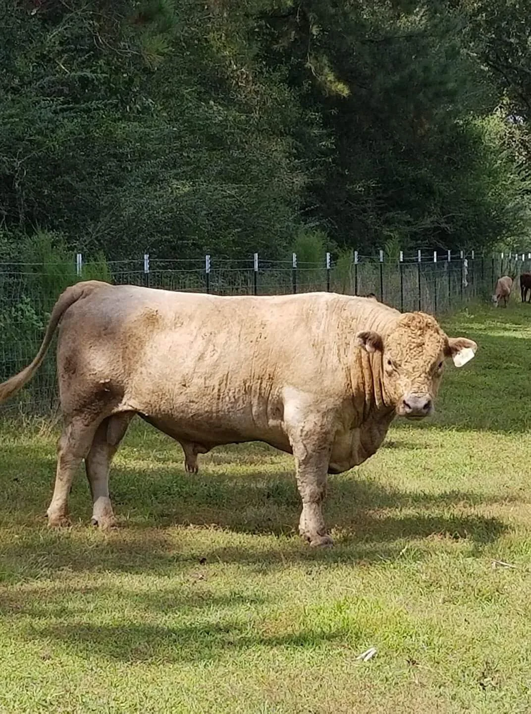 bullet our bull.jpg