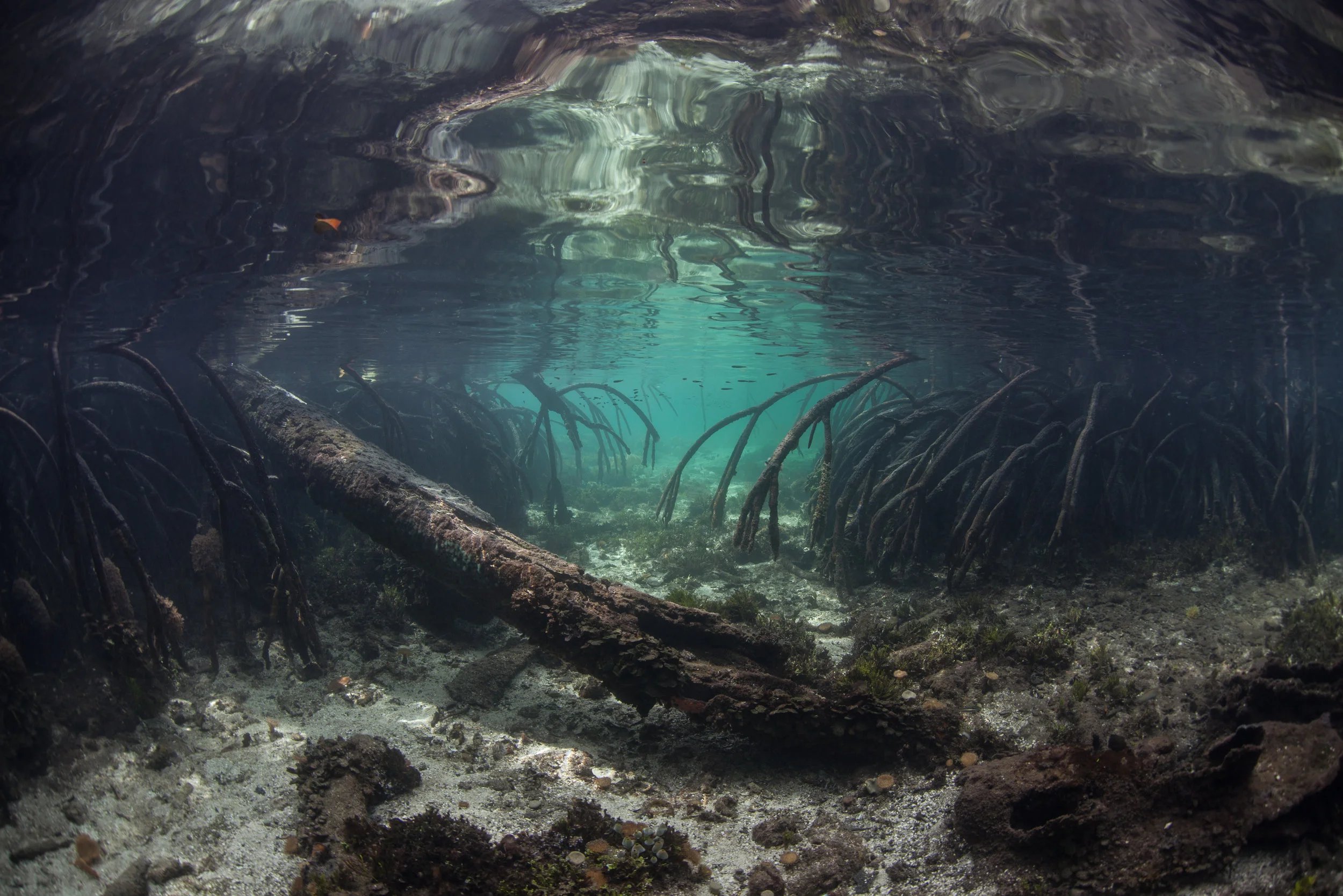 mangroves underwater.jpeg