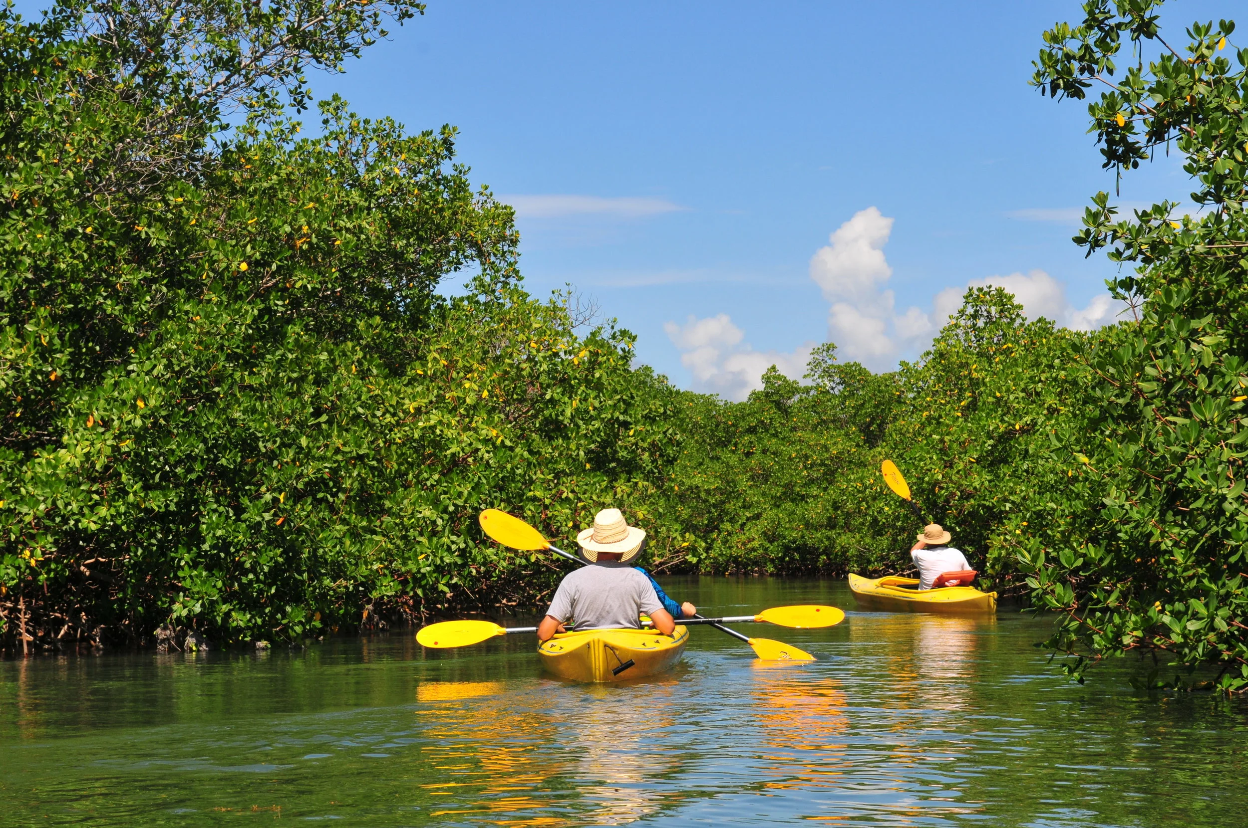 mangroves boats.jpeg