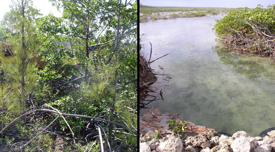 Tidal Creek Restoration