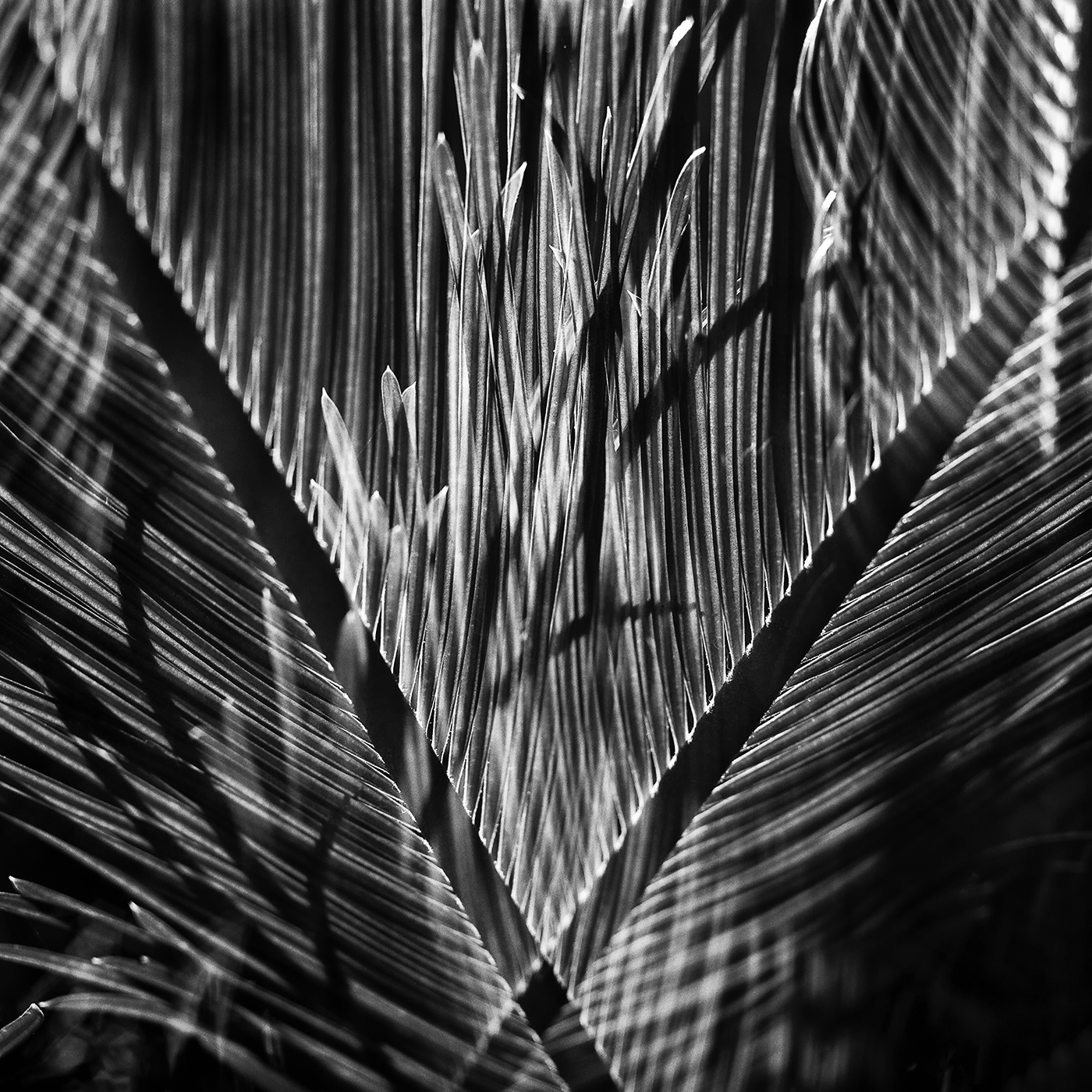 Backlit Palm
