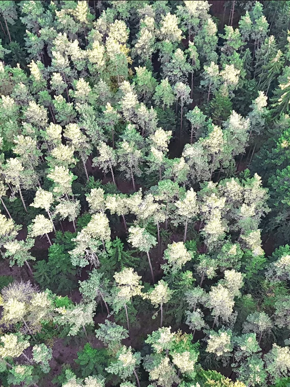 schick-consult-wald.jpg