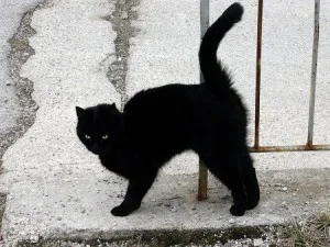 Black cat crossing my path