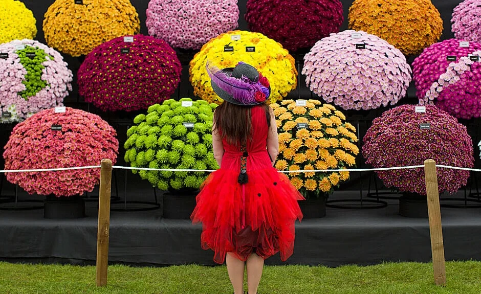 Chelsea flower show