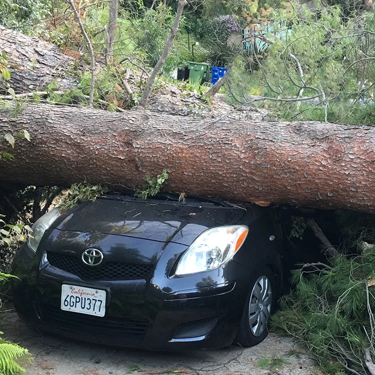 Our sons car completely smashed by a pine tree that fell down.