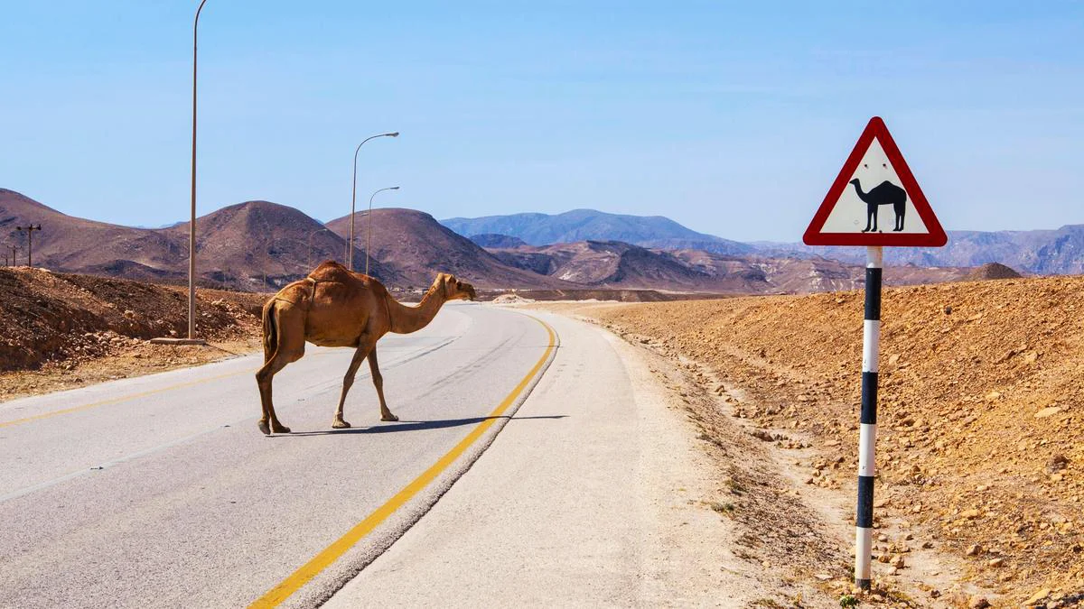 Why did the camel cross the road?