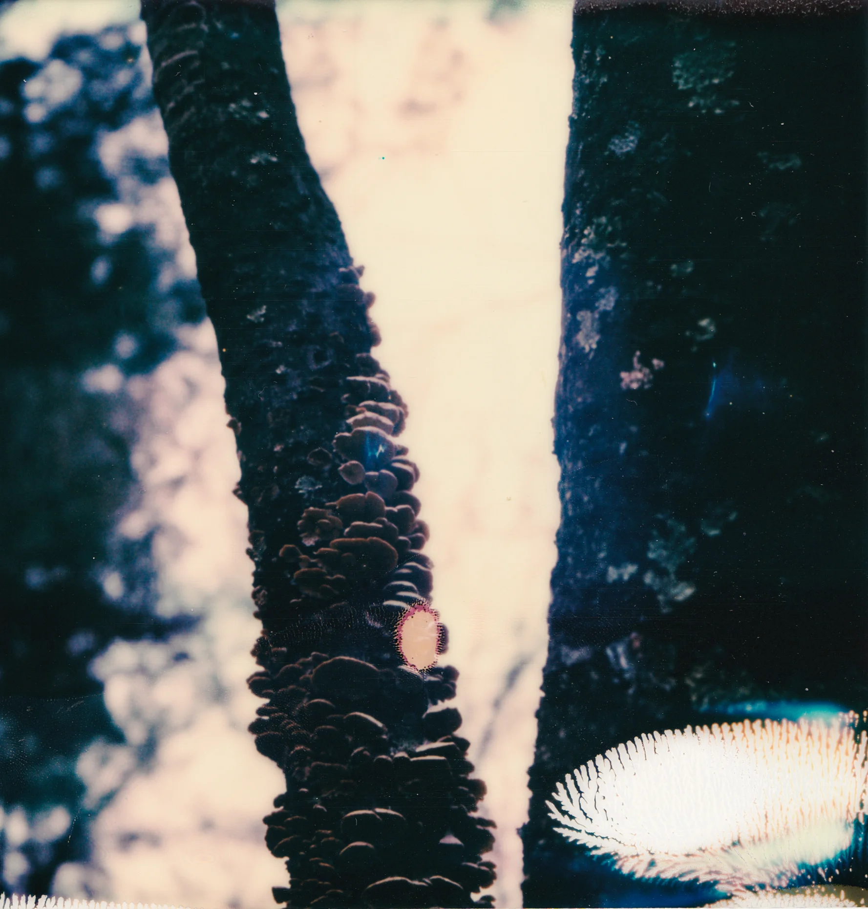 Tree_fungusII_ed_4x4.jpg