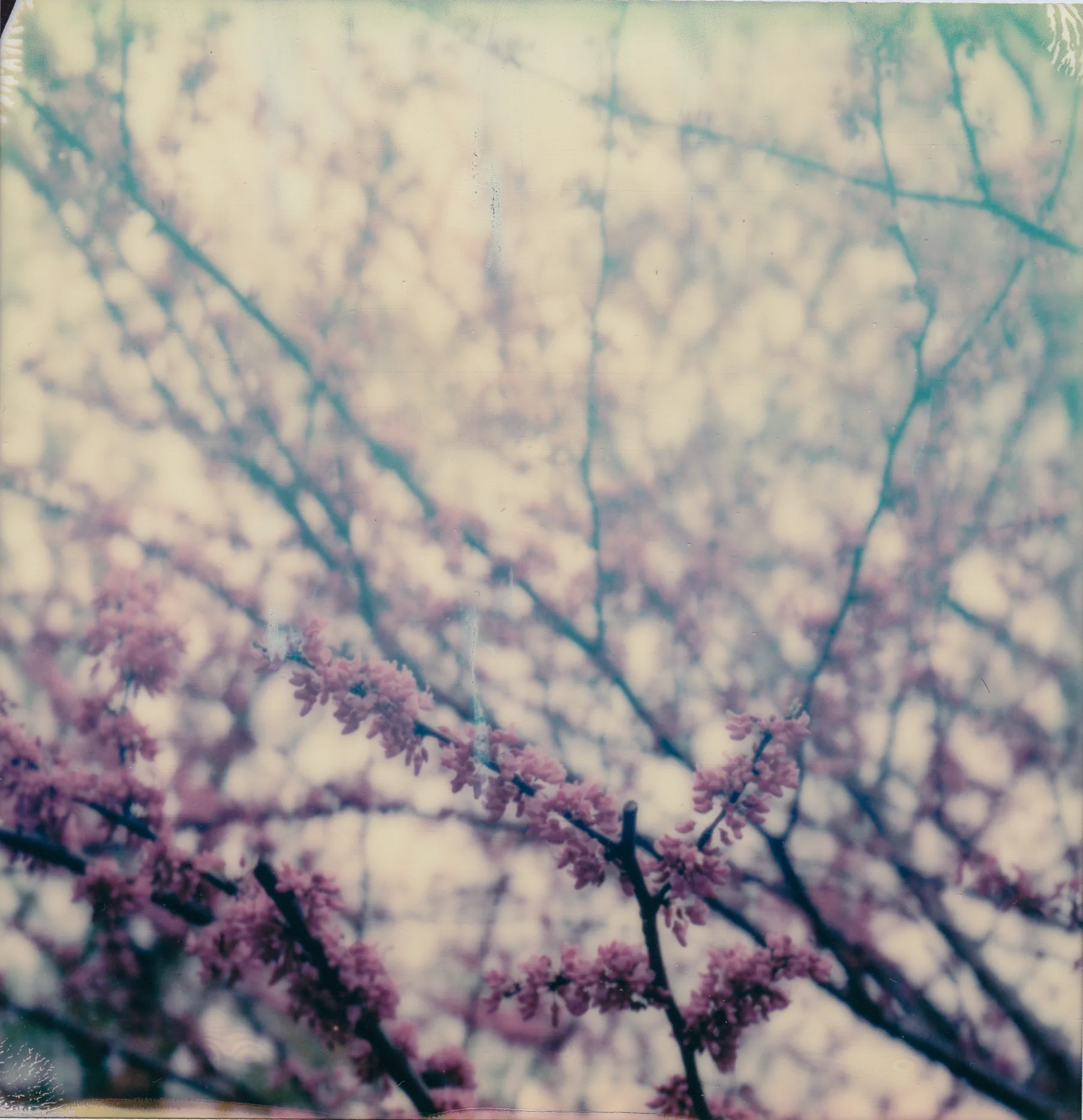 Redbud.jpg