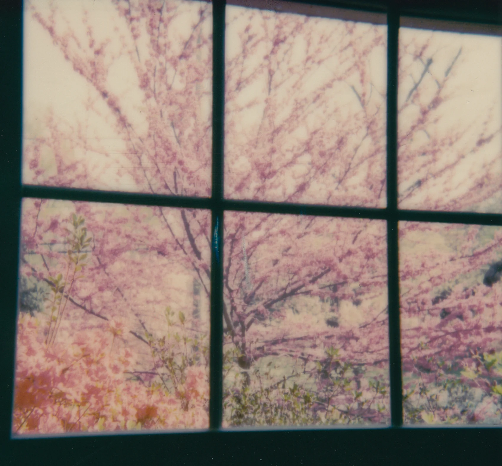 spring_window_ed.jpg