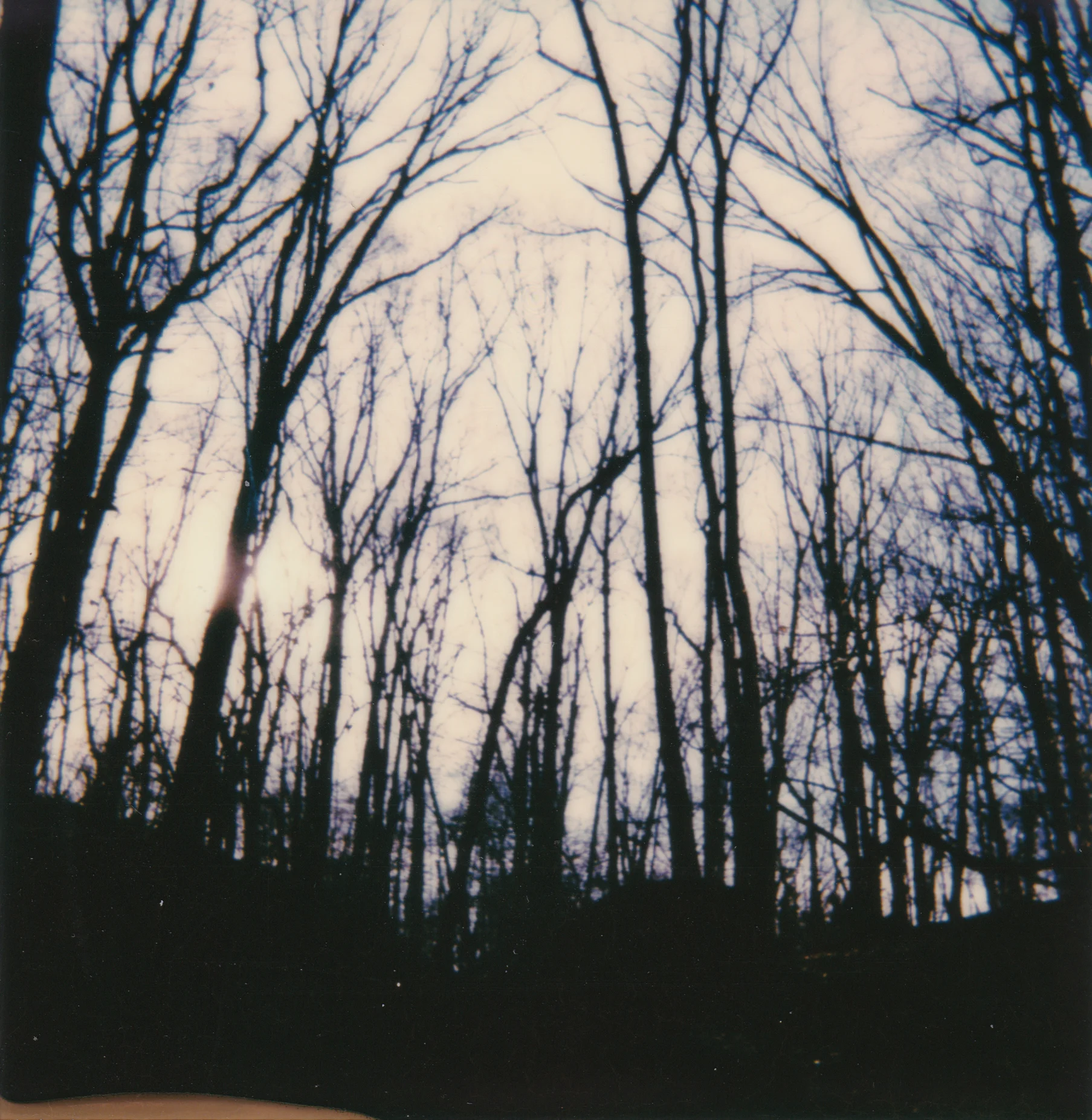 Feb_trees_nwbranch.jpg