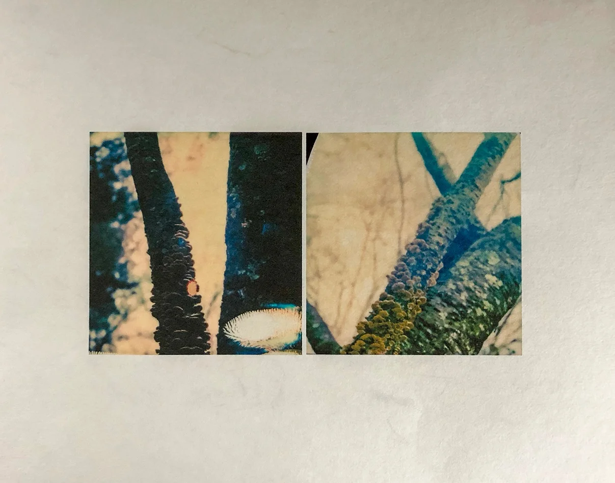 Fallon_Tree Lichens I and II.jpg