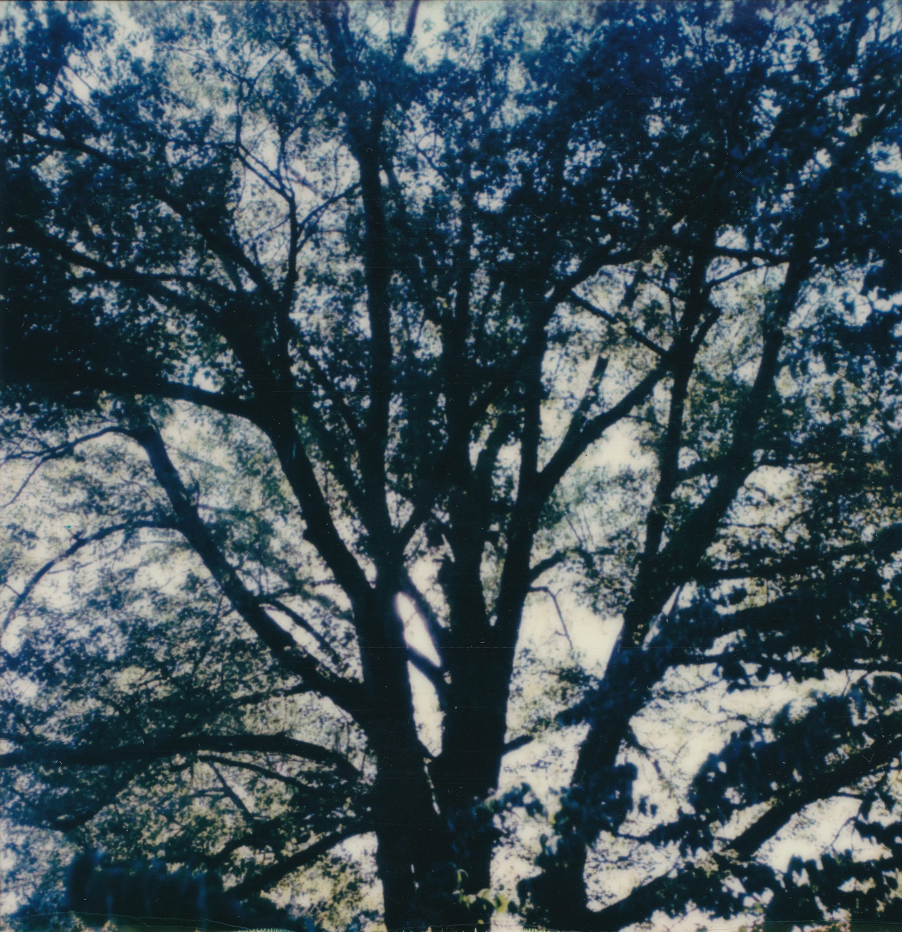Jennys tree_crop_no_ed.jpg