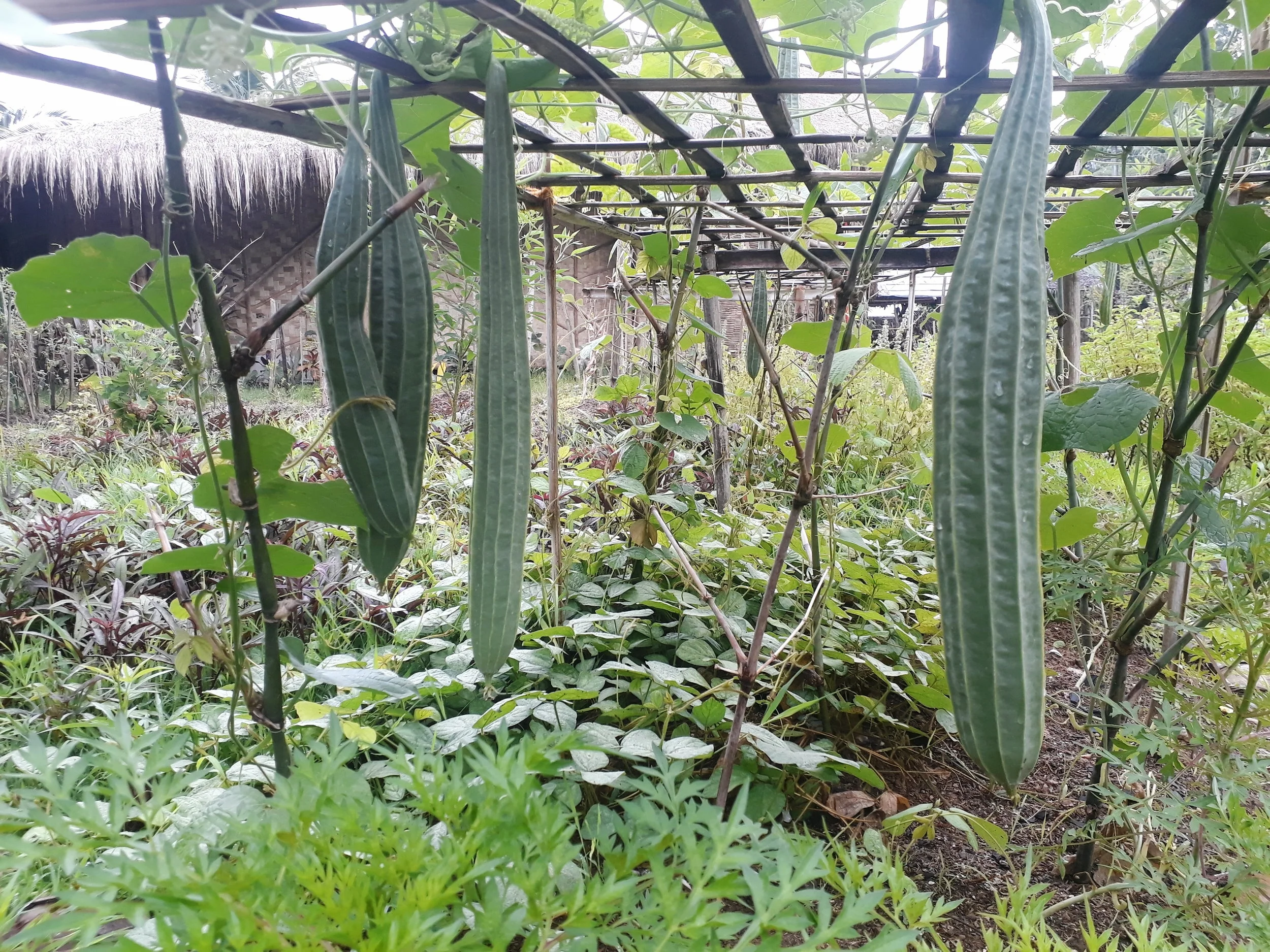 Permaculture in action: living ground cover growing amongst flowers and sponge gourd