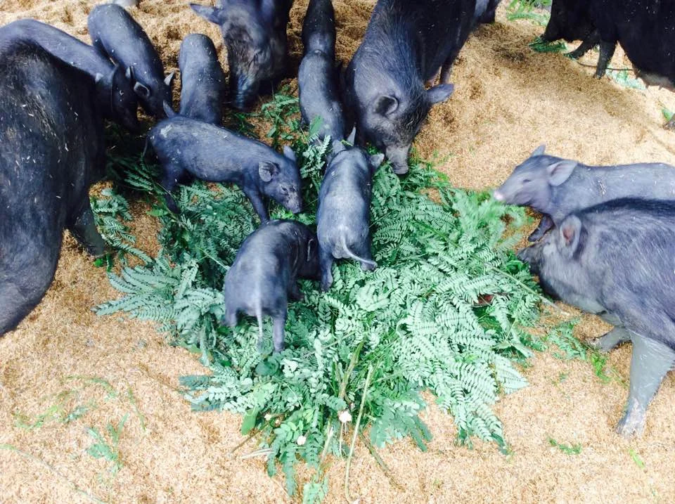 Green Warrior Permaculture Farm