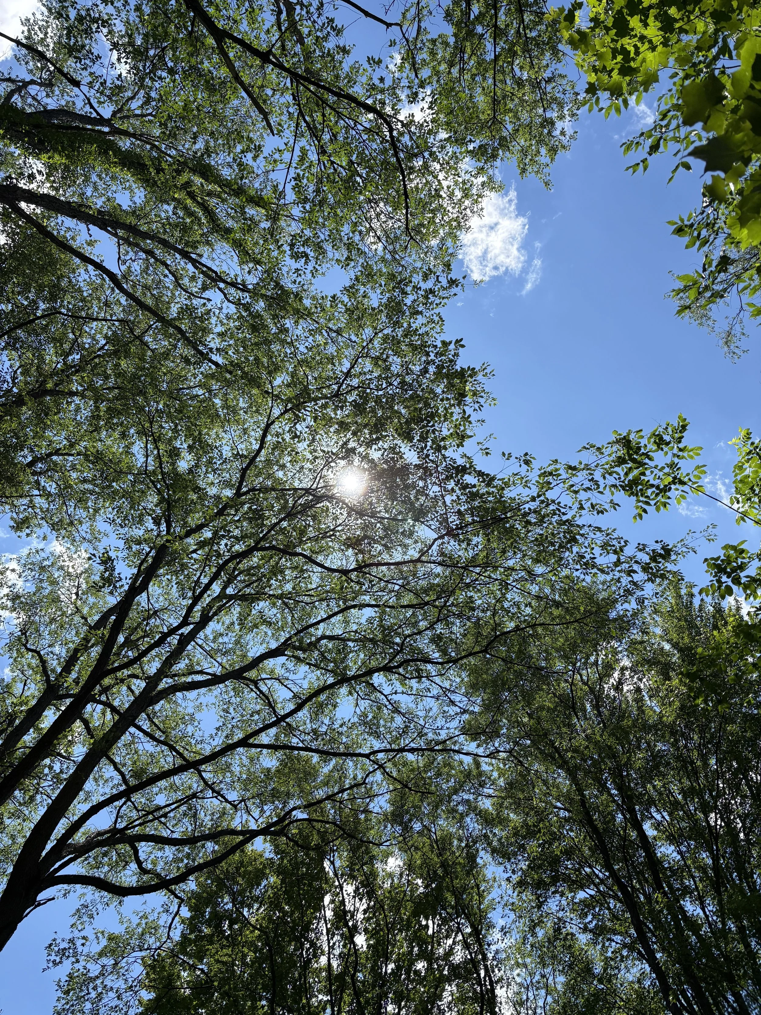 IMG_4029_TreesSky.jpg