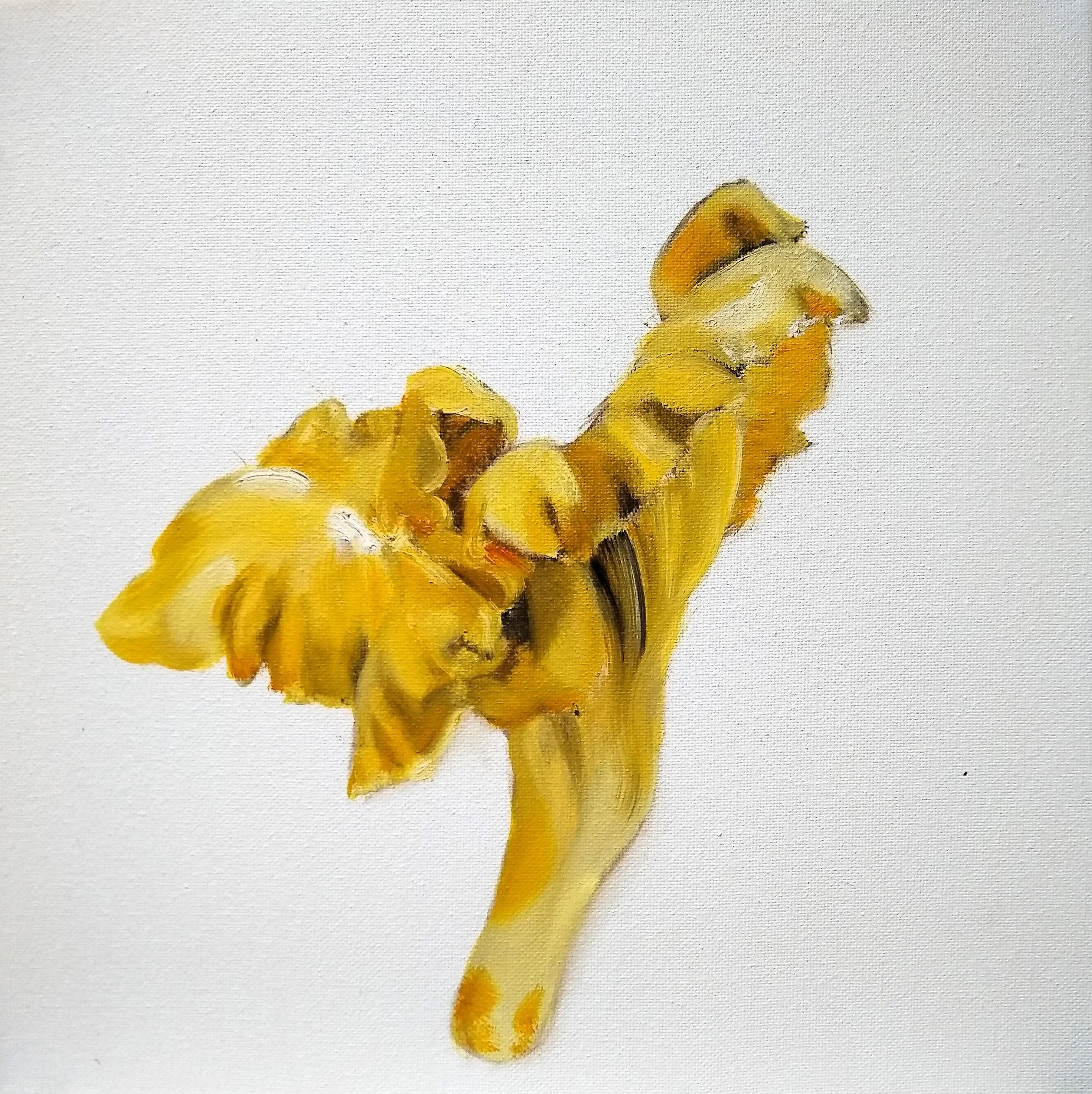 Chanterelle