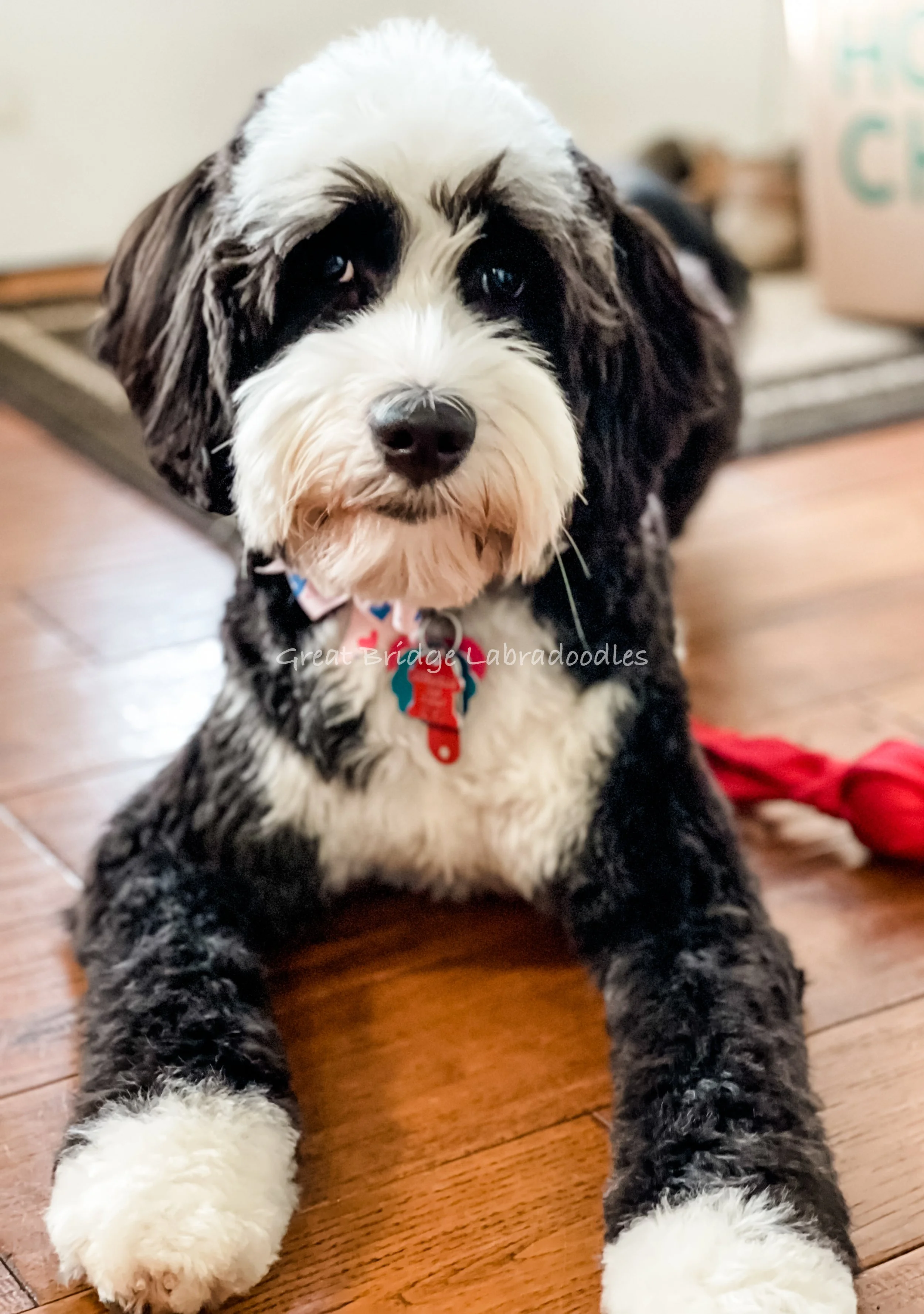 Mini Australian Labradoodles Miniature Labradoodle Breeders