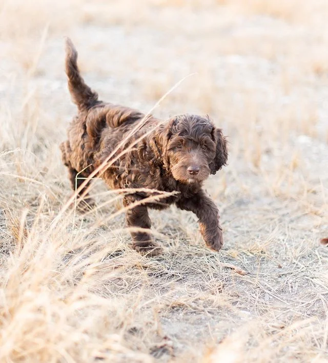 And I&rsquo;m officially that crazy dog lady. My husband and I welcomed this precious Labradoodle to our fam over the weekend!!! Everyone meet Lincoln💙