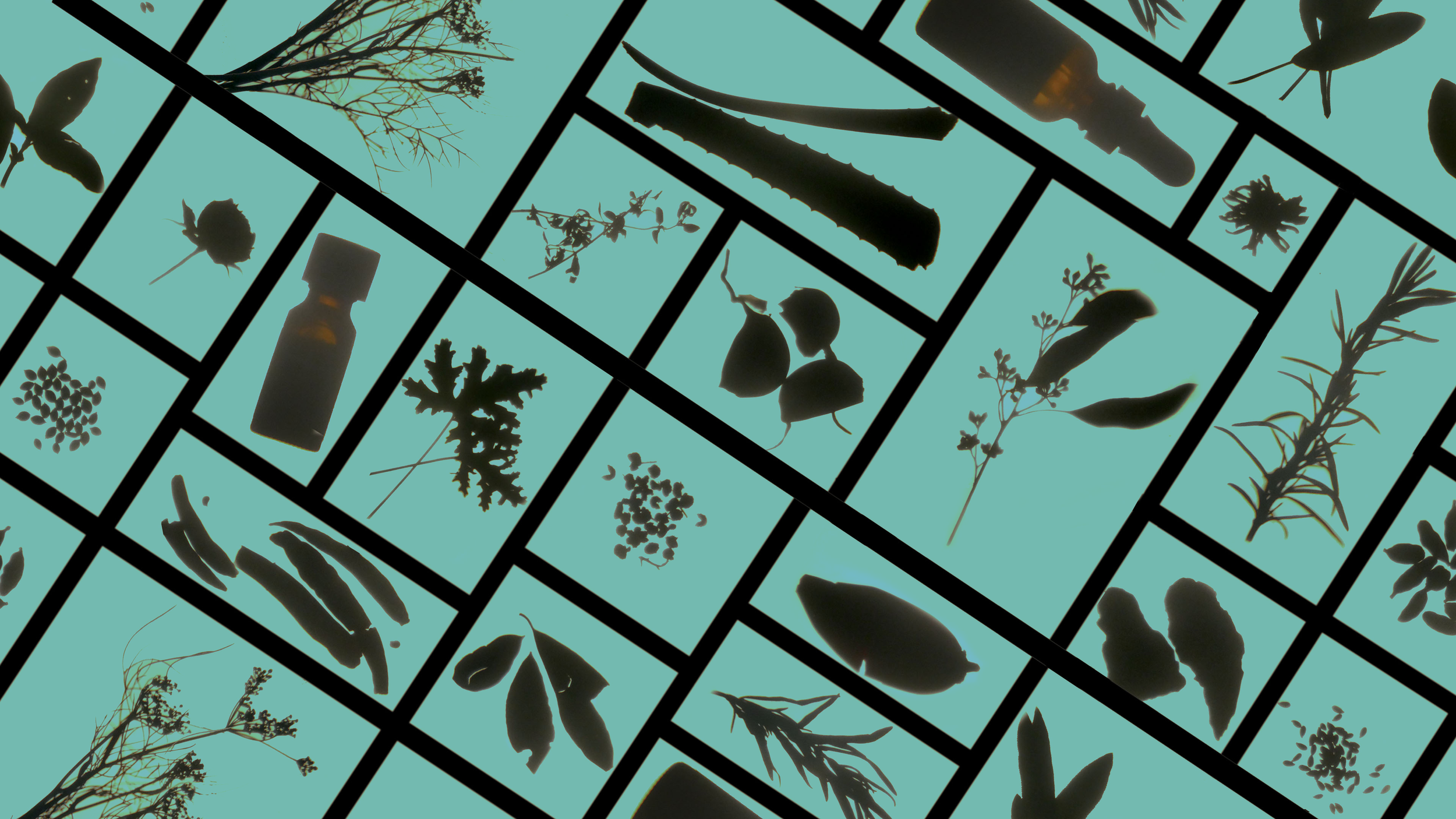 angled teal herbs.png