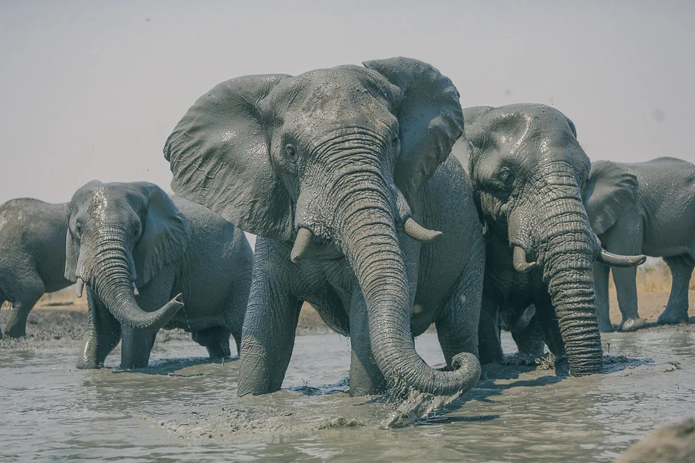 At the waterhole