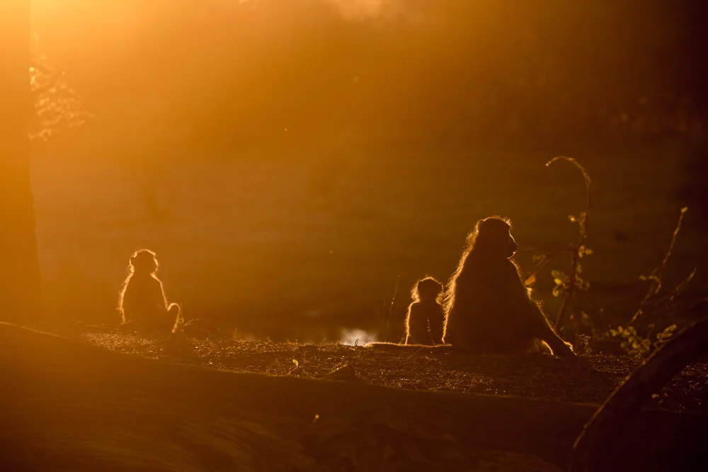 Baboons at Sunset