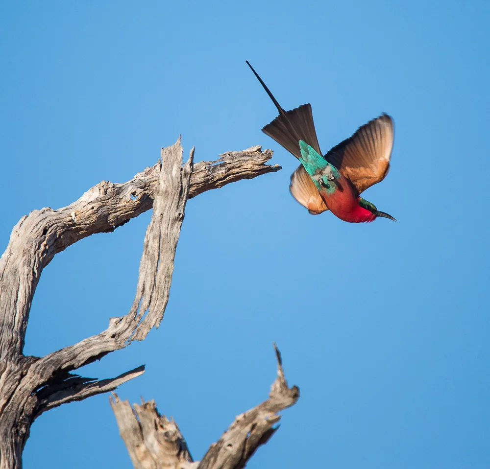 Flight